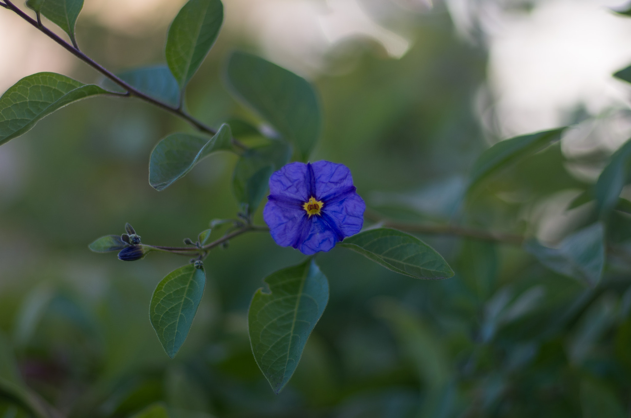 Pentax K-30 + Pentax smc FA 77mm 1.8 Limited sample photo. (of ) photography