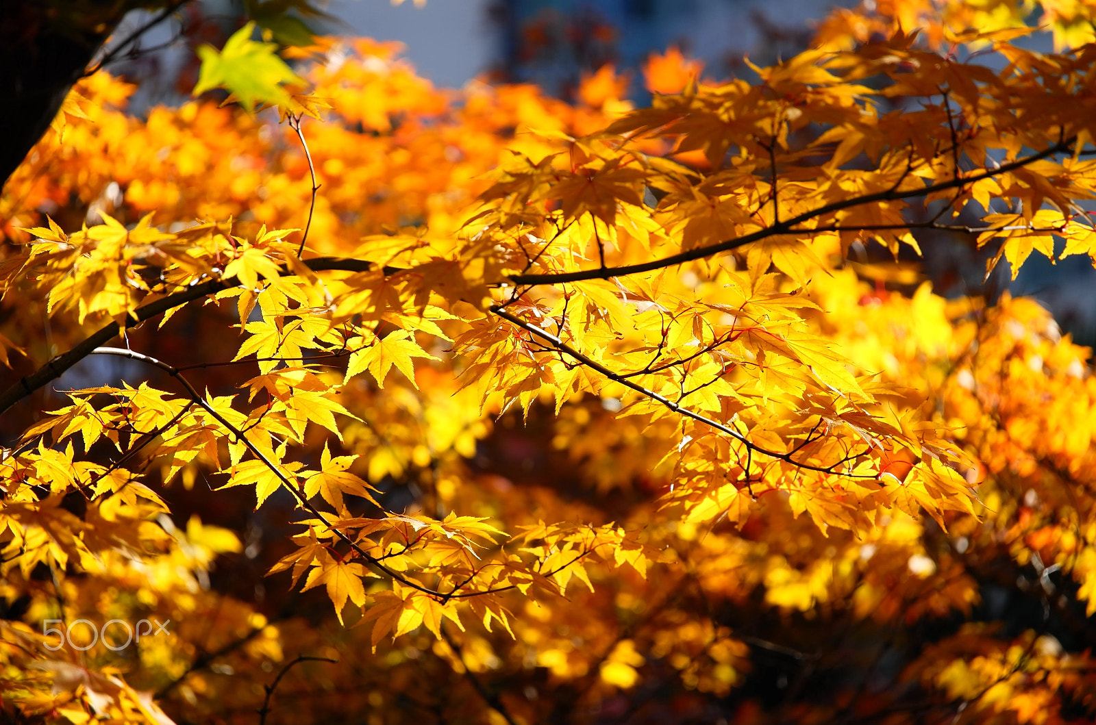 Vario-Elmar-T  1:3.5-4.5 / 55-135 ASPH. sample photo. Golden leaves photography