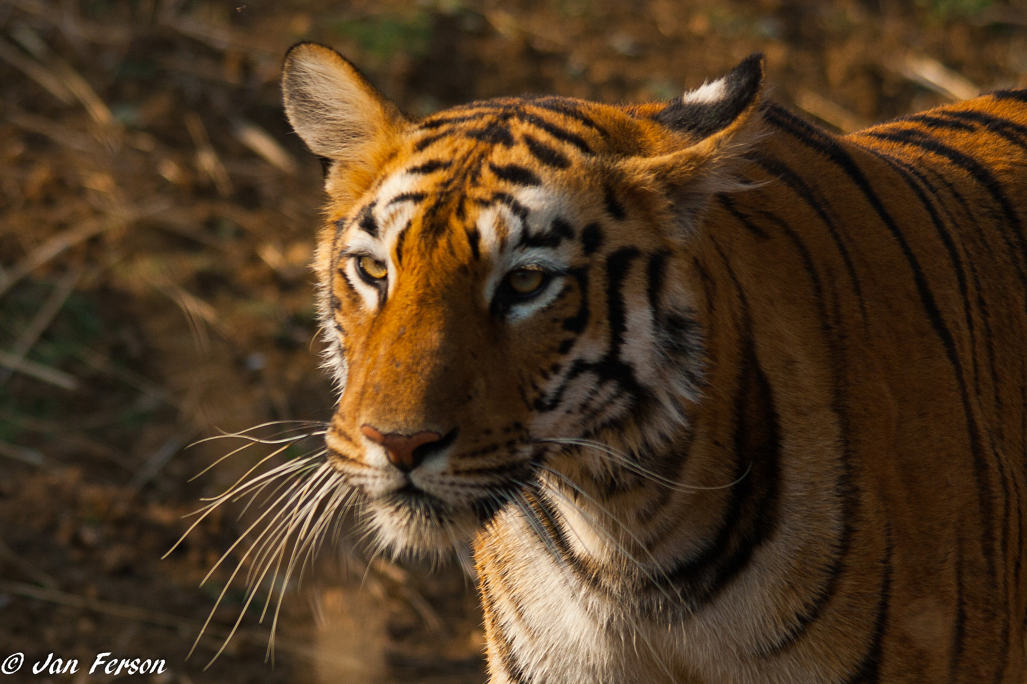 Sigma 150-500mm F5-6.3 DG OS HSM sample photo. Bengal tiger photography