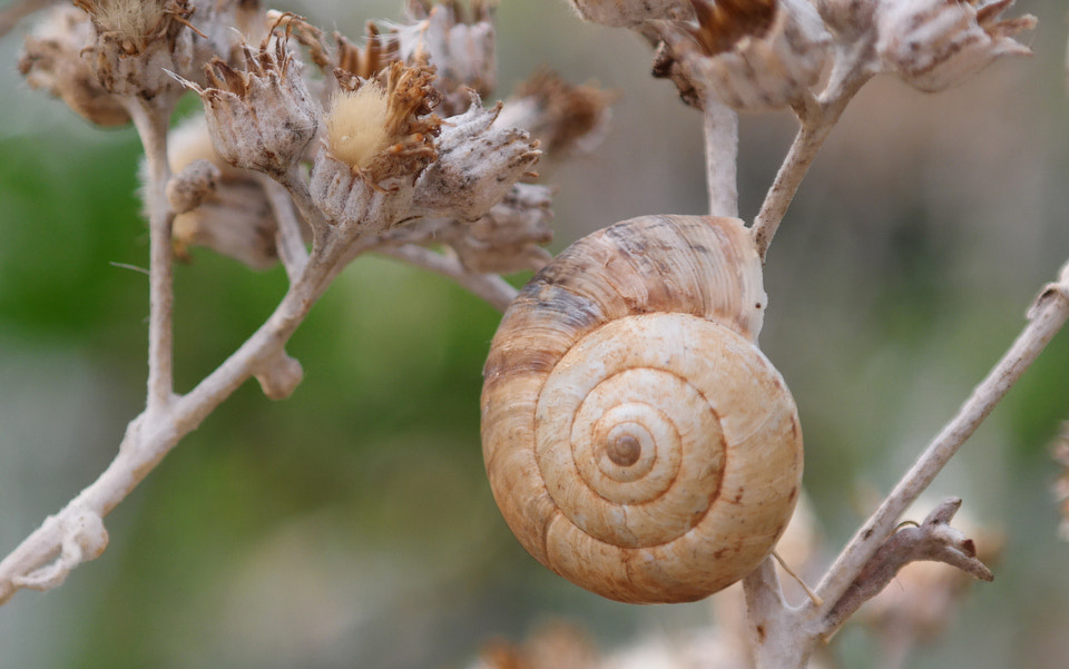 Samsung NX30 + NX 18-55mm F3.5-5.6 sample photo. Shell 2 photography