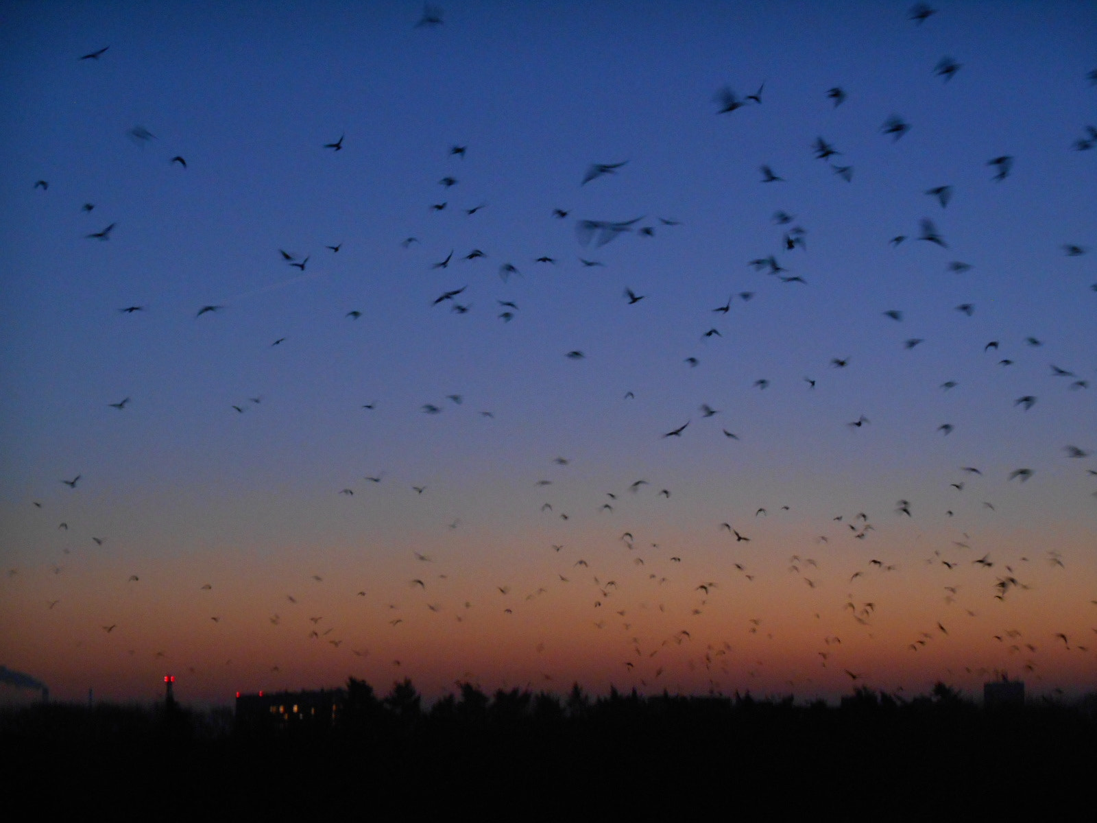 Nikon COOLPIX S3400 sample photo. Crows invasion:) photography