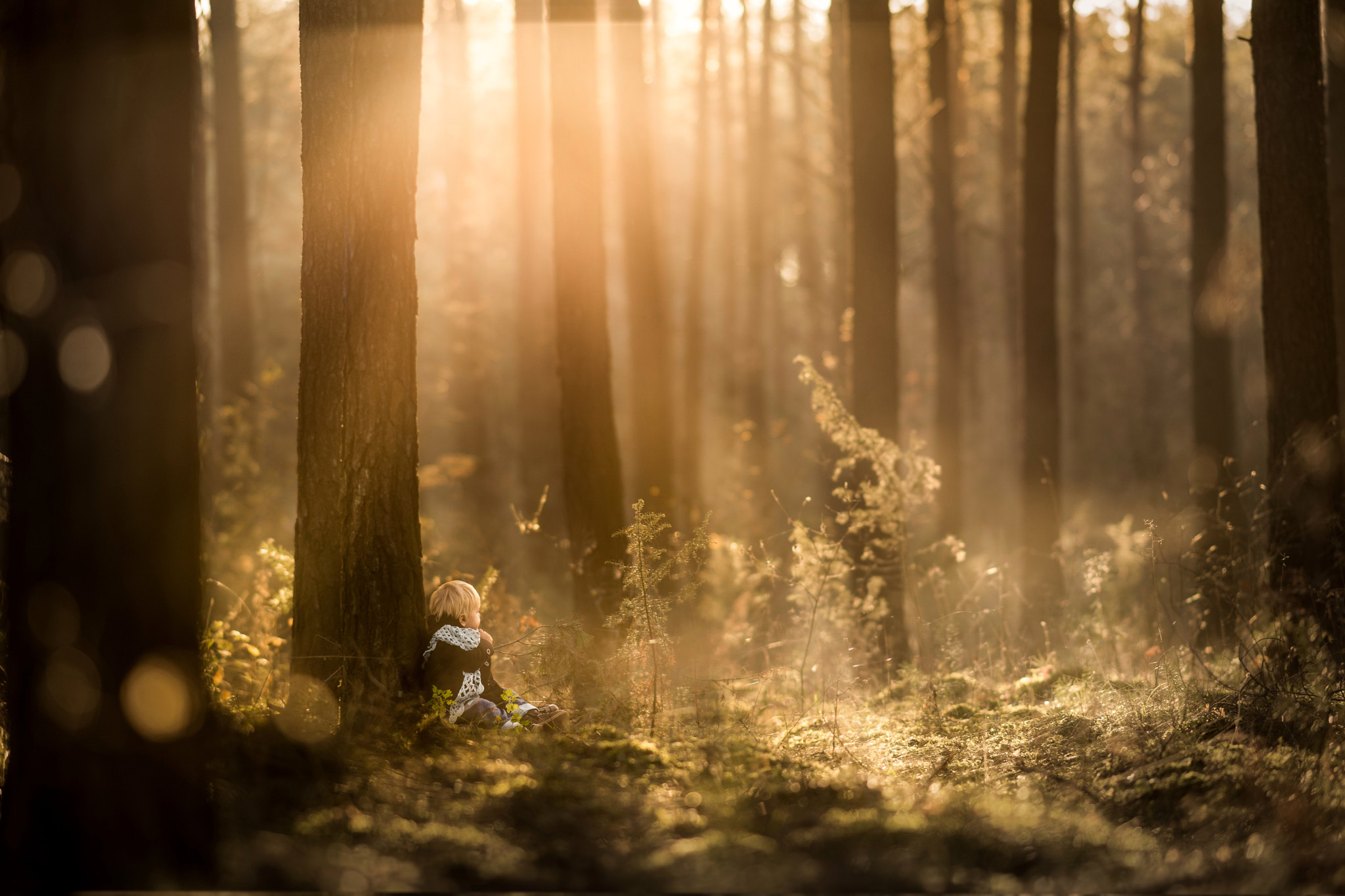 Sony Sonnar T* 135mm F1.8 ZA sample photo. Enchanted forest photography