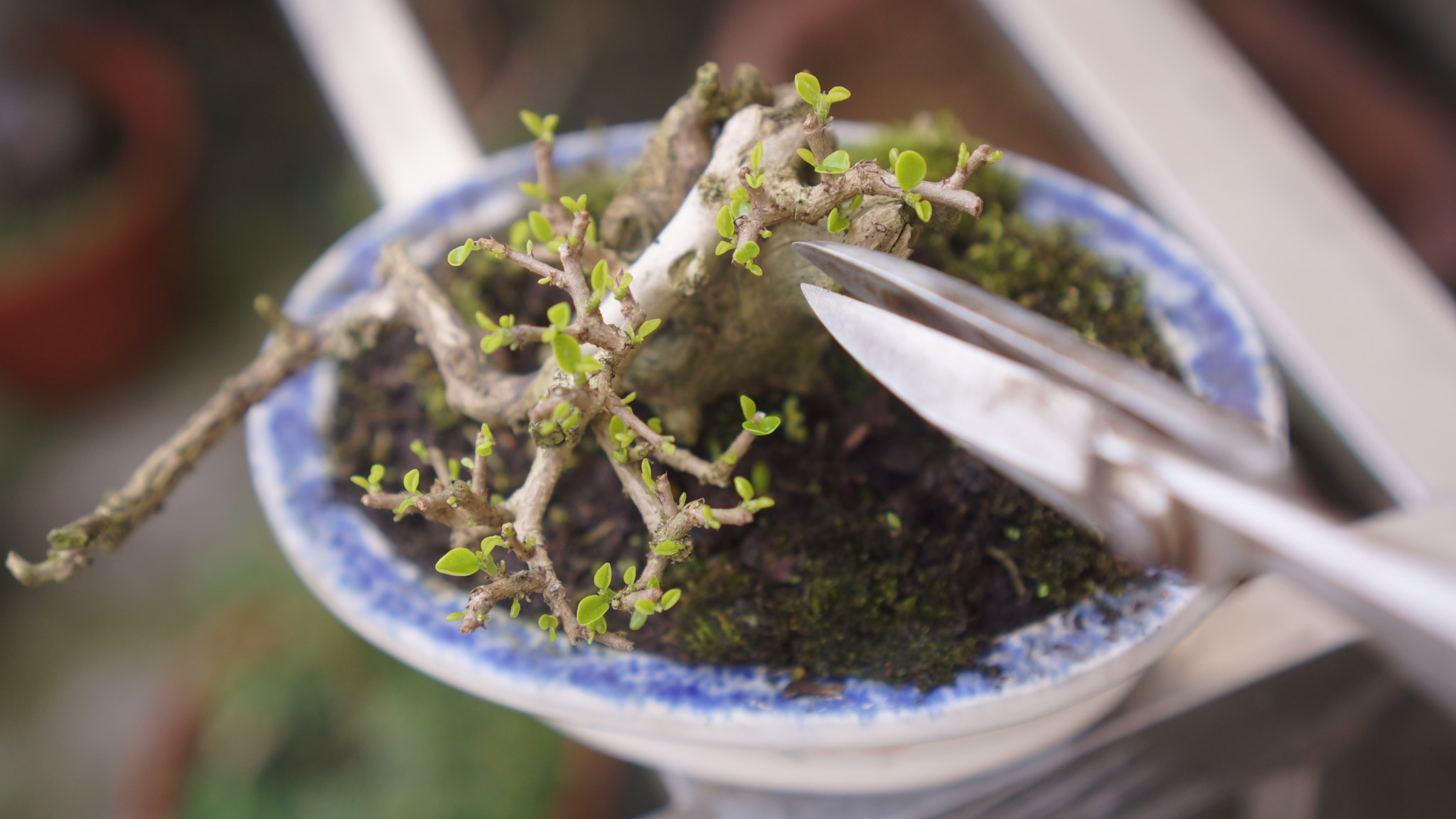 Sony Alpha NEX-7 + Sony E 35mm F1.8 OSS sample photo. Spring has come to garden photography