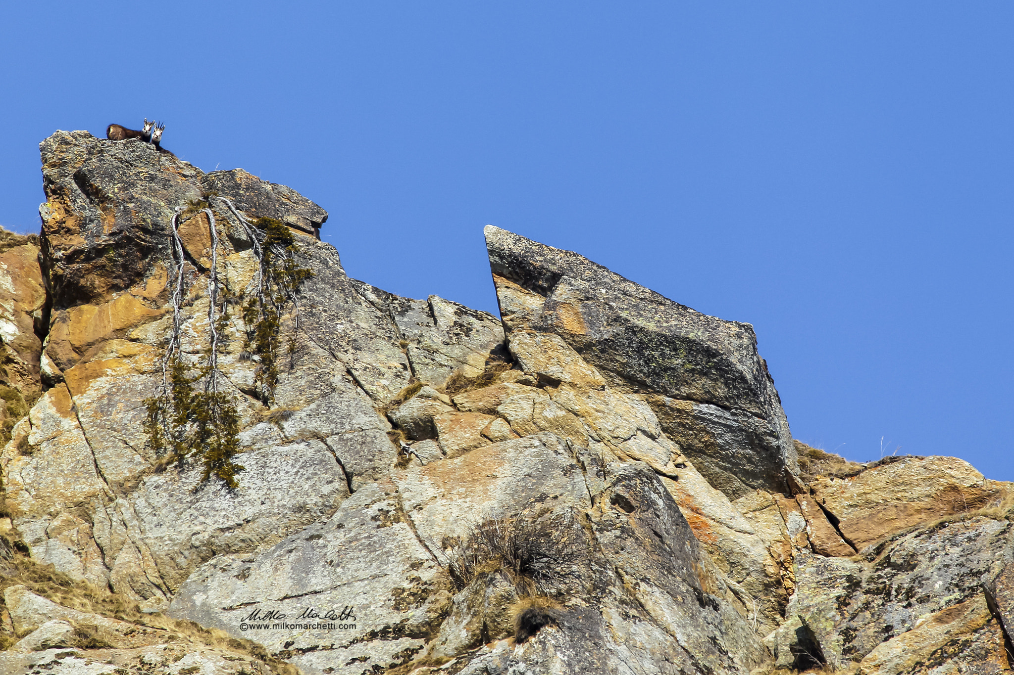 Canon EF 300mm f/2.8L + 1.4x sample photo. Chamois photography