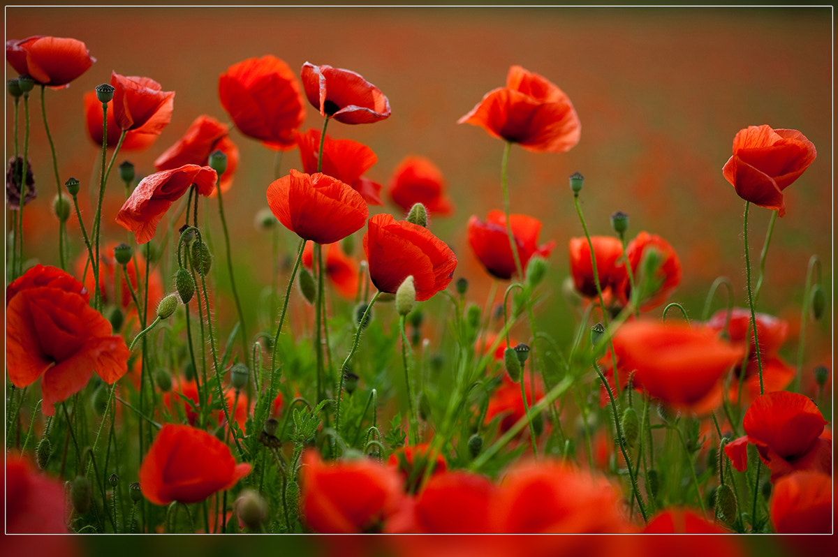 Canon EOS-1Ds + Canon EF 100mm F2.8 Macro USM sample photo. Red poppy ii photography
