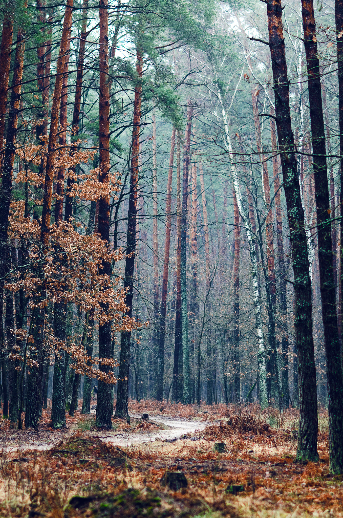 Nikon D7000 + AF DC-Nikkor 135mm f/2D sample photo. Sleepy forest (cumanska pysha) photography