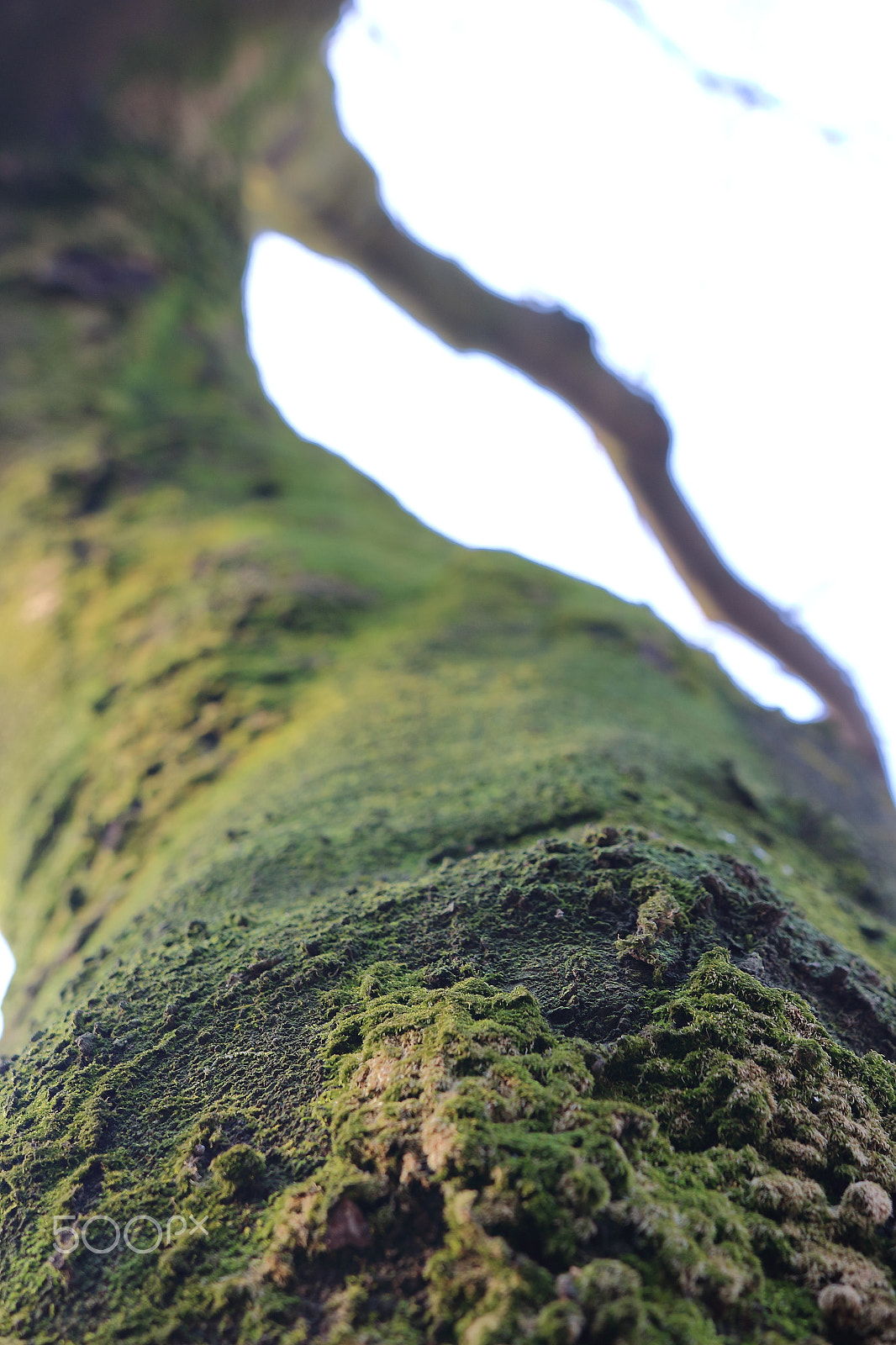 Sigma 18-35mm f/1.8 DC HSM sample photo. Green photography