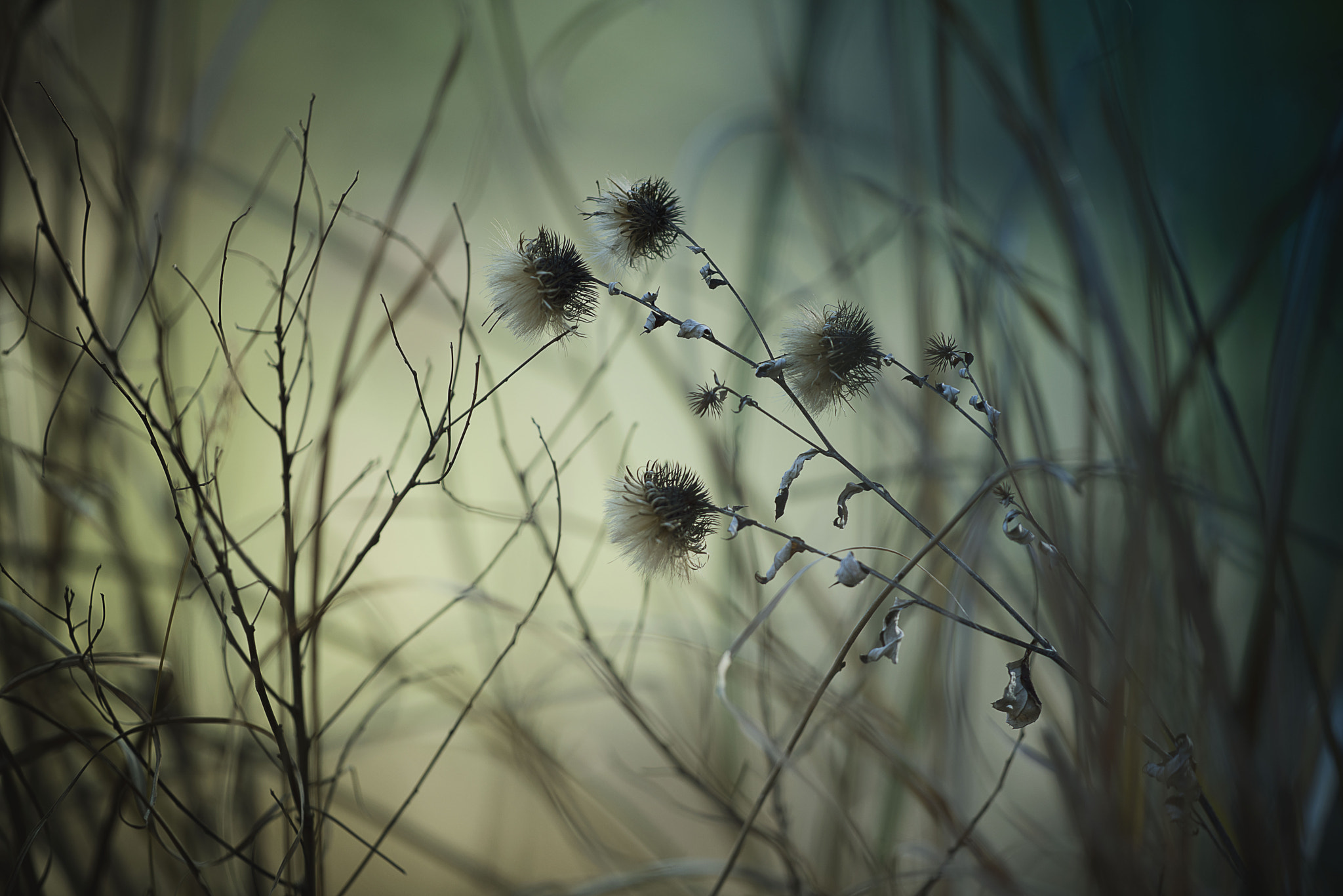 Nikon D800E + ZEISS Apo Sonnar T* 135mm F2 sample photo. Frozen heart photography