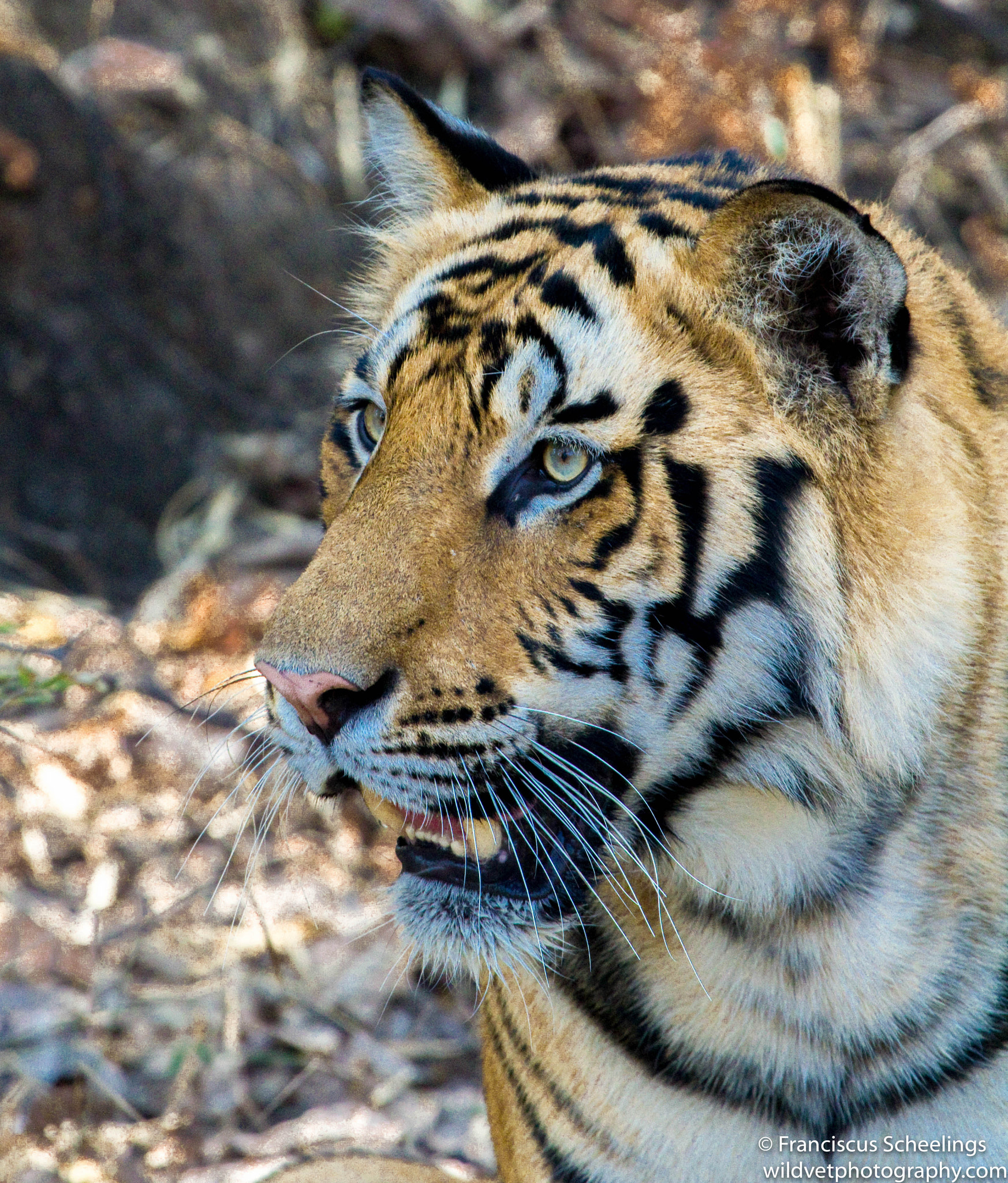 Canon EF 100-400mm F4.5-5.6L IS USM sample photo. Bengal tiger (panthera tigris tigris) photography