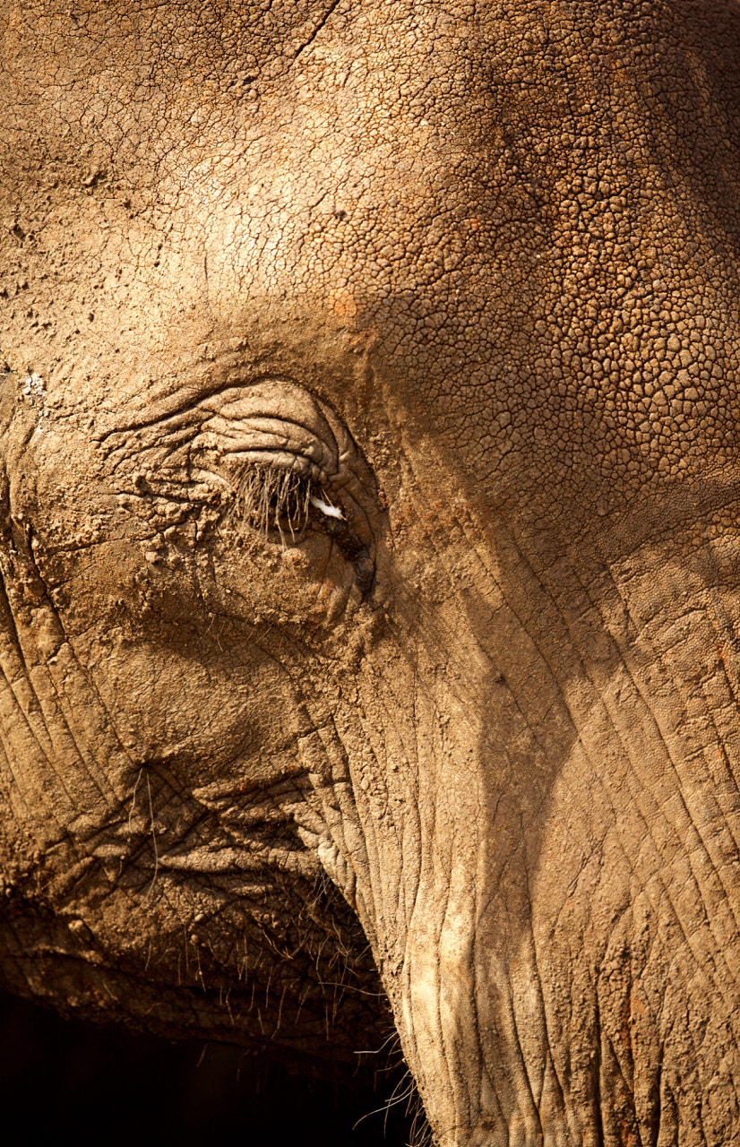 Canon EF 500mm F4L IS II USM sample photo. Elephant detail photography