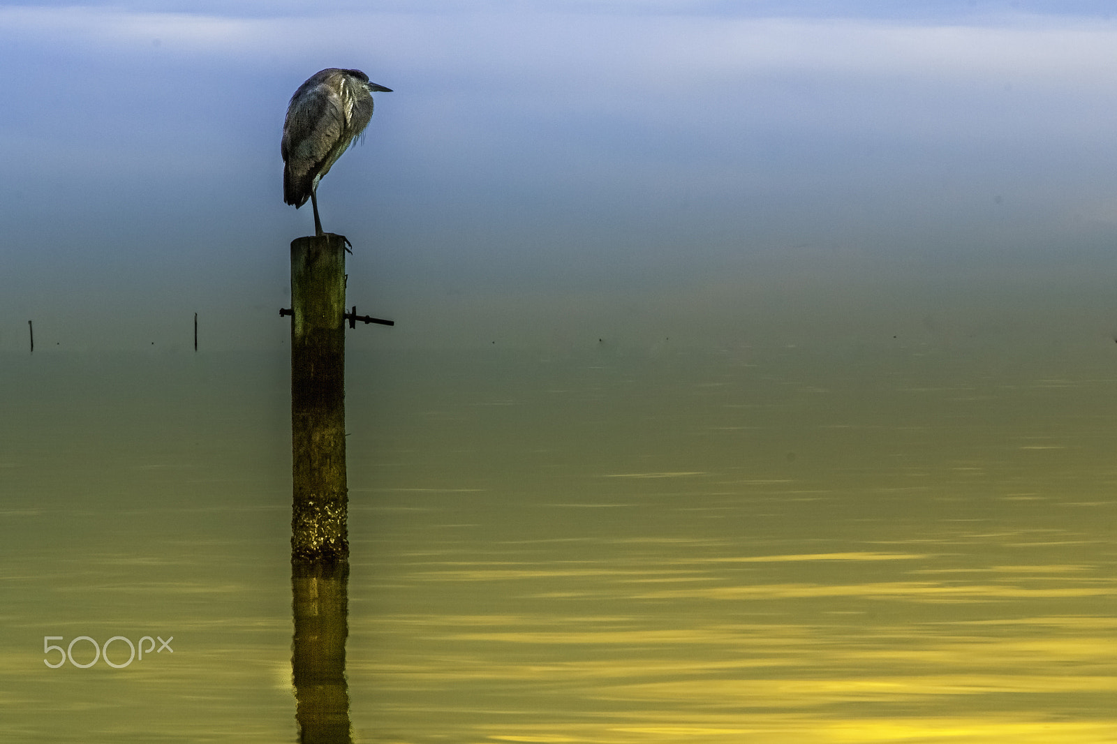 Sigma 18-250mm F3.5-6.3 DC OS HSM sample photo. All alone... photography