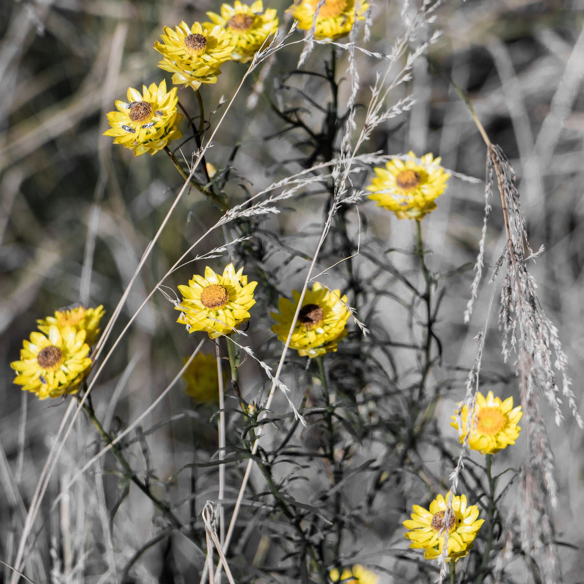 Canon EOS M3 sample photo. Paper daisies photography