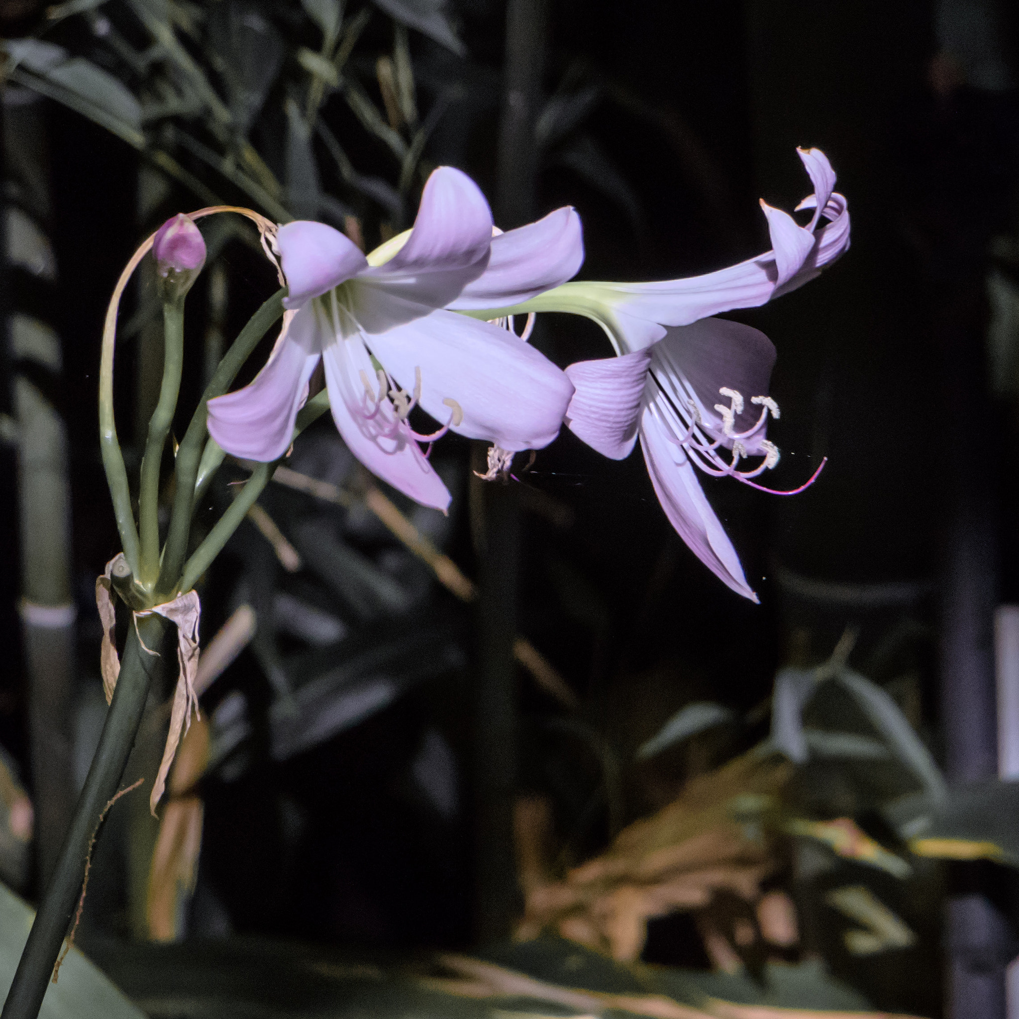 Canon EOS M3 sample photo. And the trumpet shall sound photography