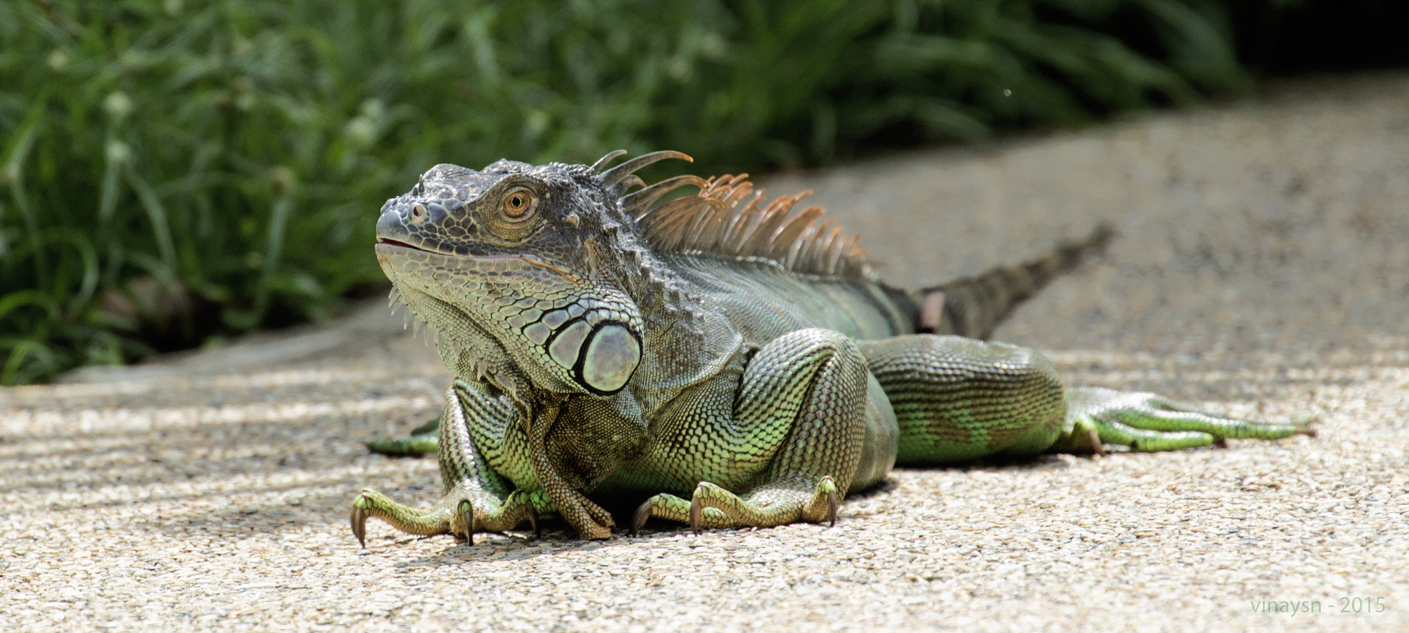 Canon EOS 600D (Rebel EOS T3i / EOS Kiss X5) + Canon EF 70-300mm F4-5.6L IS USM sample photo. Green iguana photography