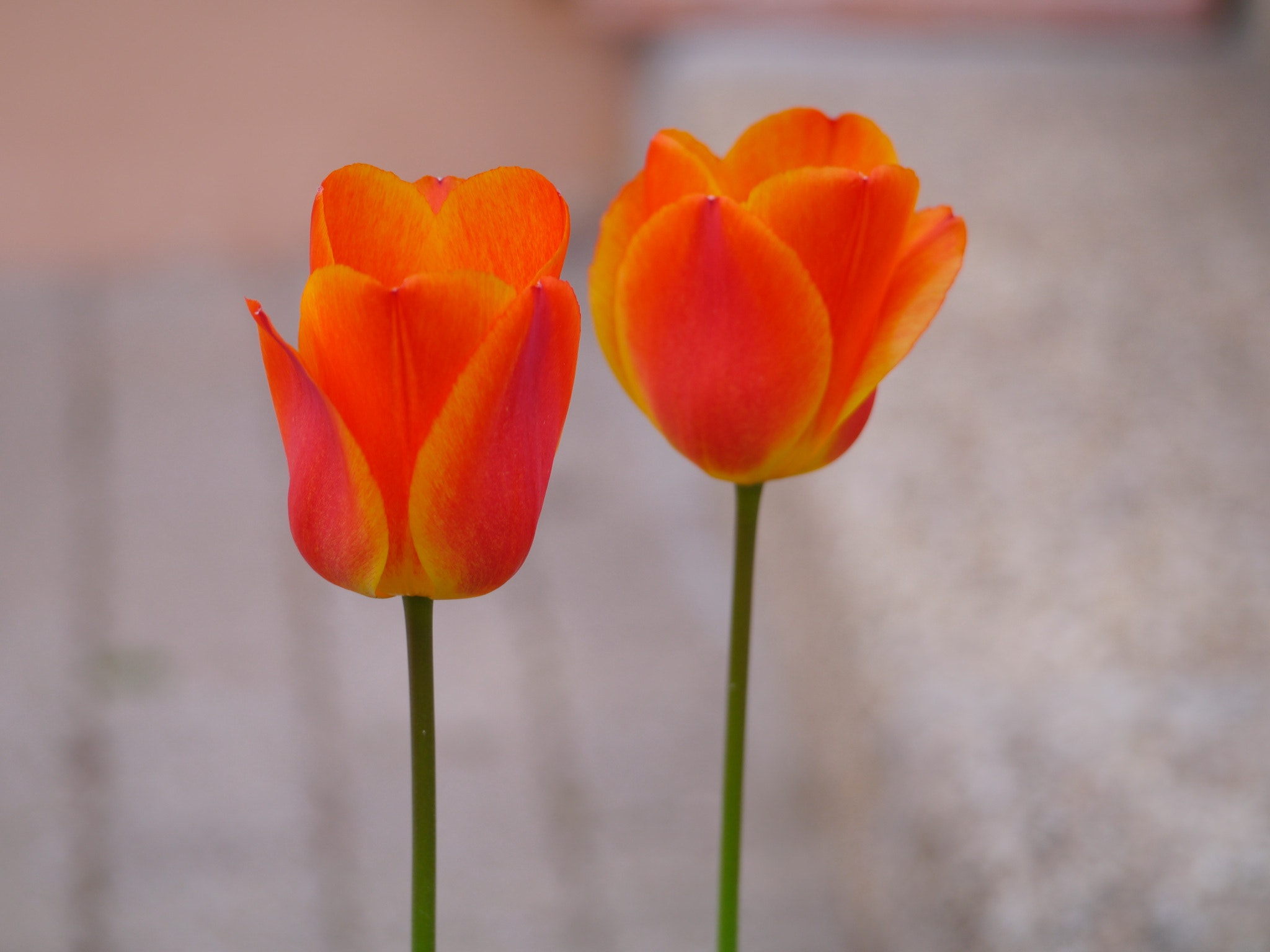 Panasonic Lumix G Vario 45-200mm F4-5.6 OIS sample photo. A deux.! photography