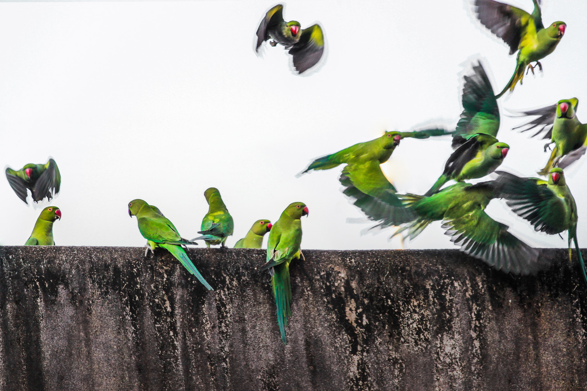 Canon EF 100-400mm F4.5-5.6L IS II USM sample photo. Freedom - hdr photography