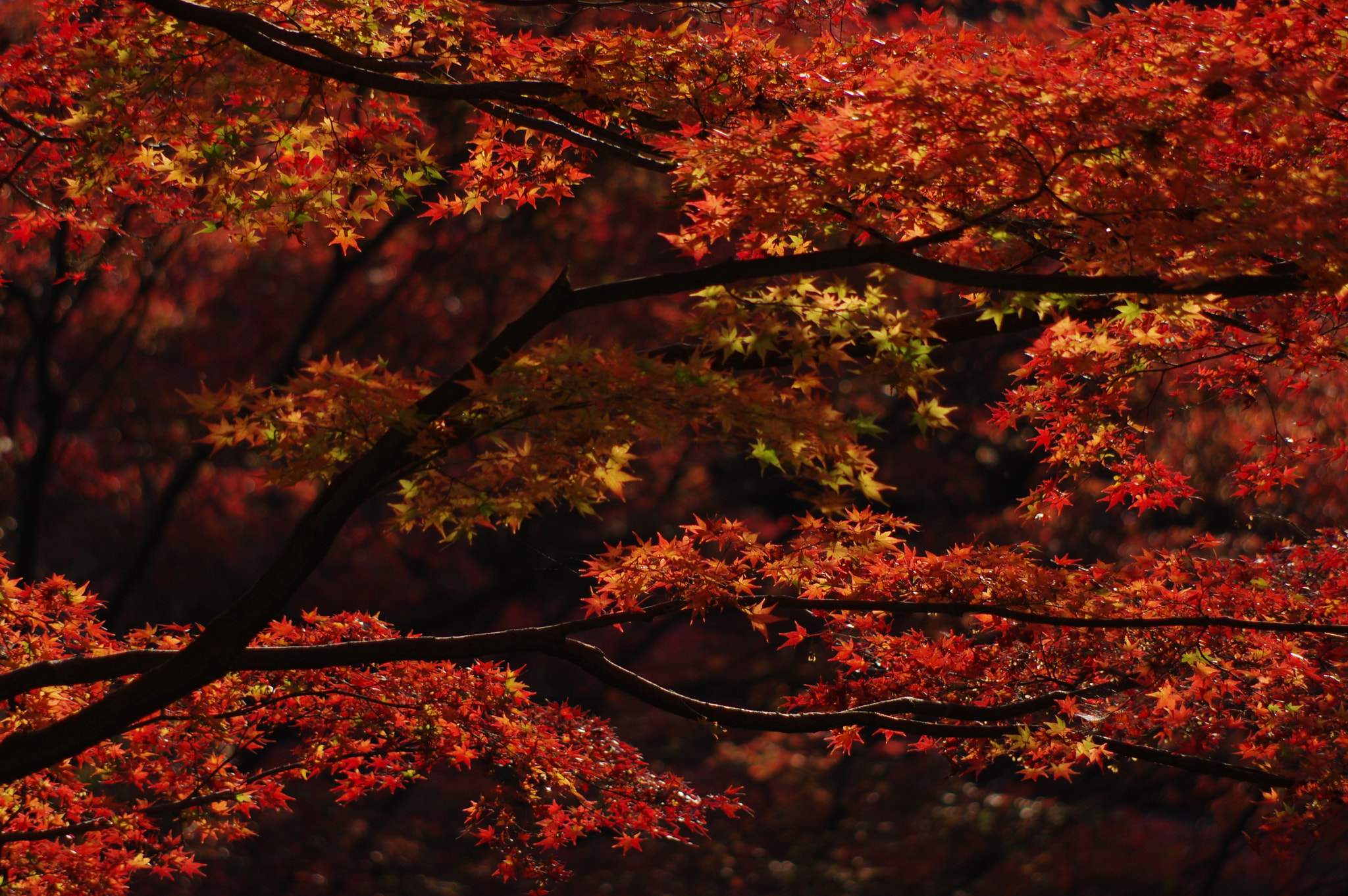 Pentax smc DA 55-300mm F4.0-5.8 ED sample photo. Evening sunlight photography