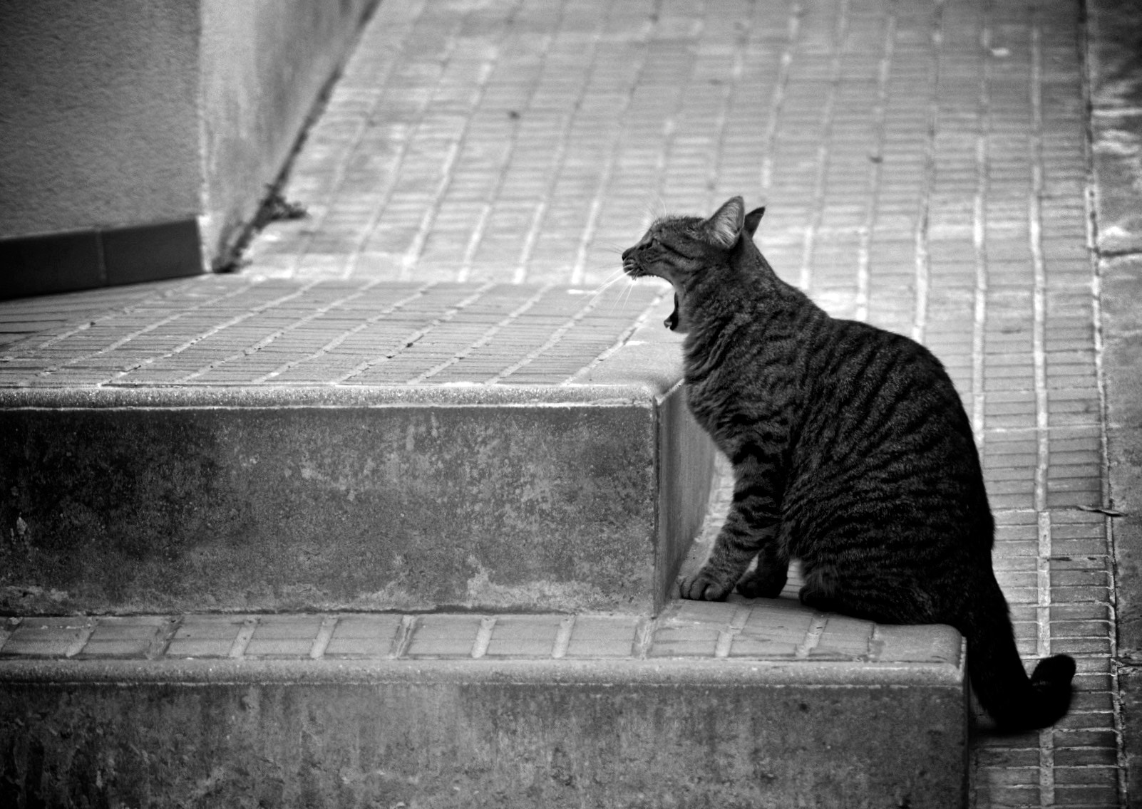 Canon EF 90-300mm F4.5-5.6 sample photo. { el badall } photography
