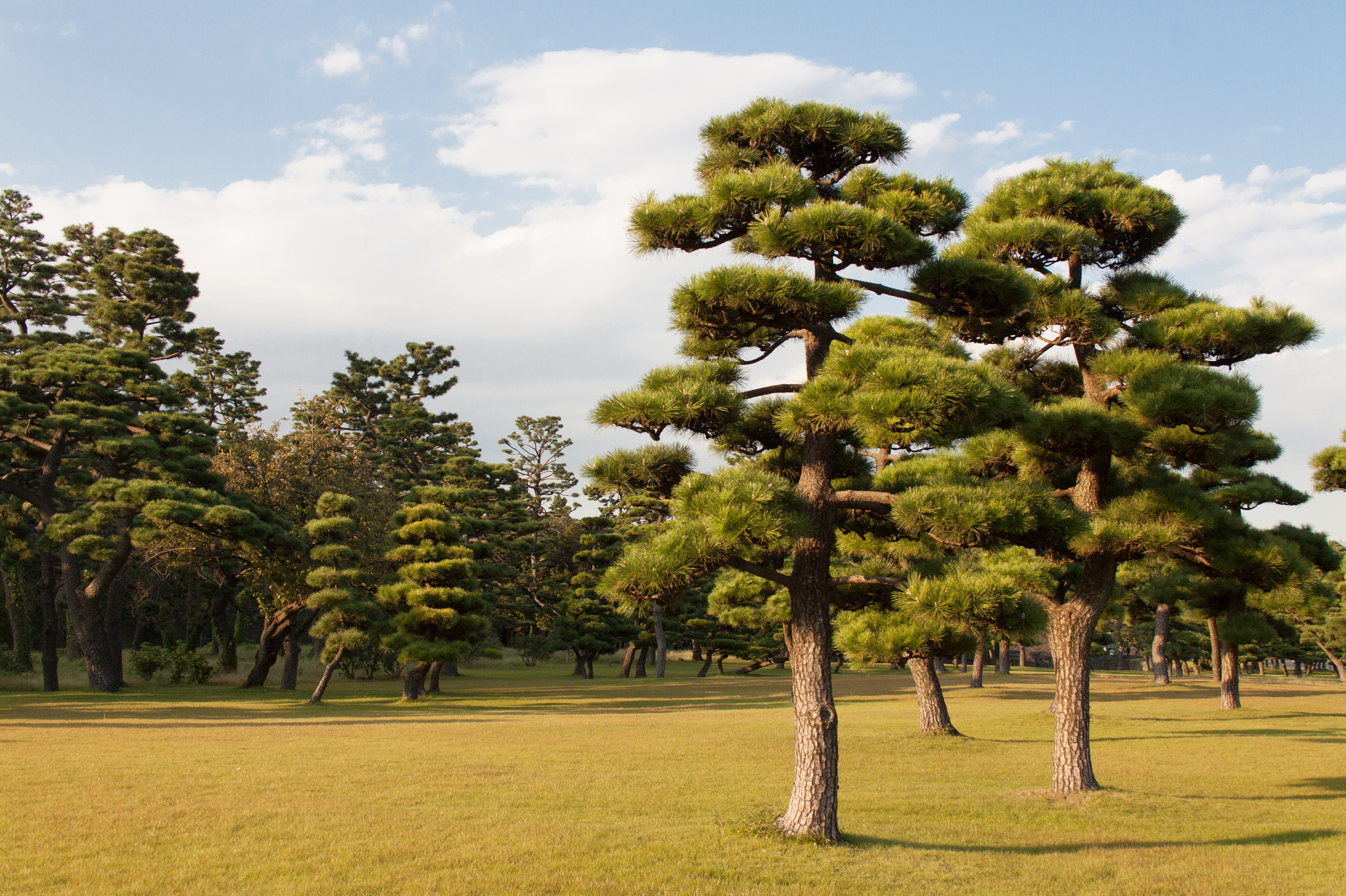 Canon EOS 50D + Canon EF-S 18-55mm F3.5-5.6 sample photo. Trees on the imperial garden photography