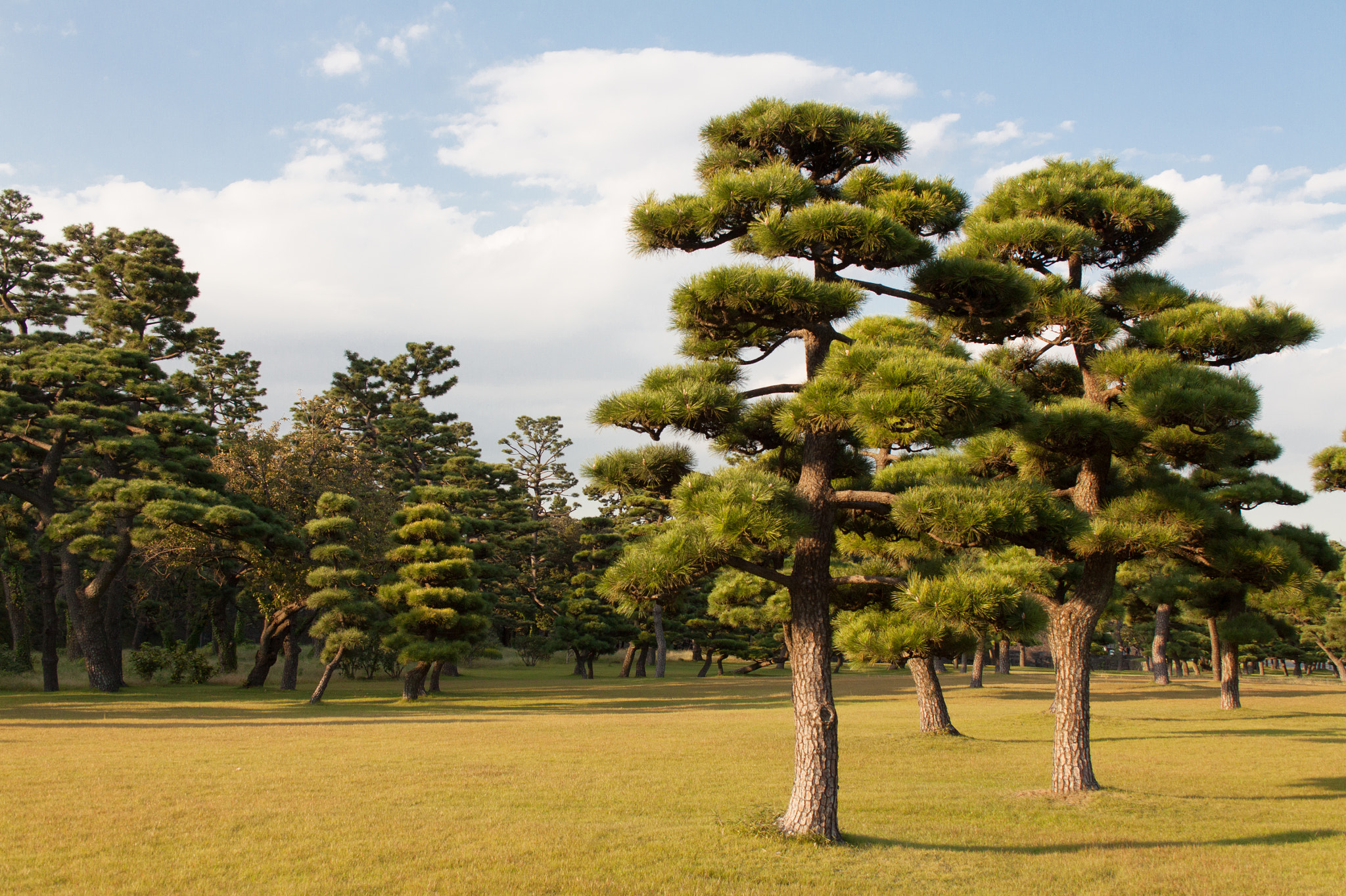 Canon EF-S 18-55mm F3.5-5.6 sample photo. Trees on the imperial garden photography