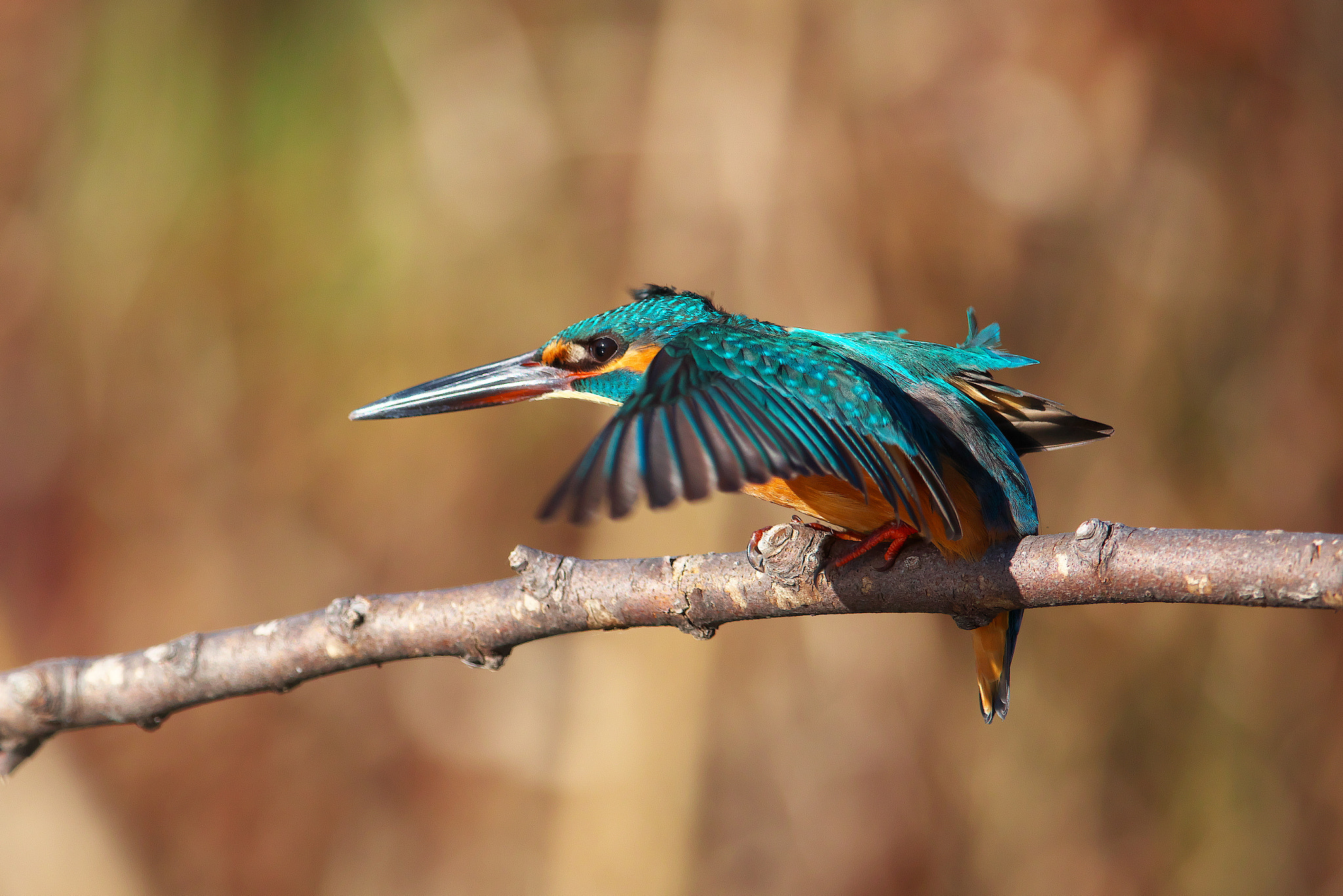 Canon EOS 5DS R + Canon EF 600mm F4L IS II USM sample photo. Kingfisher photography