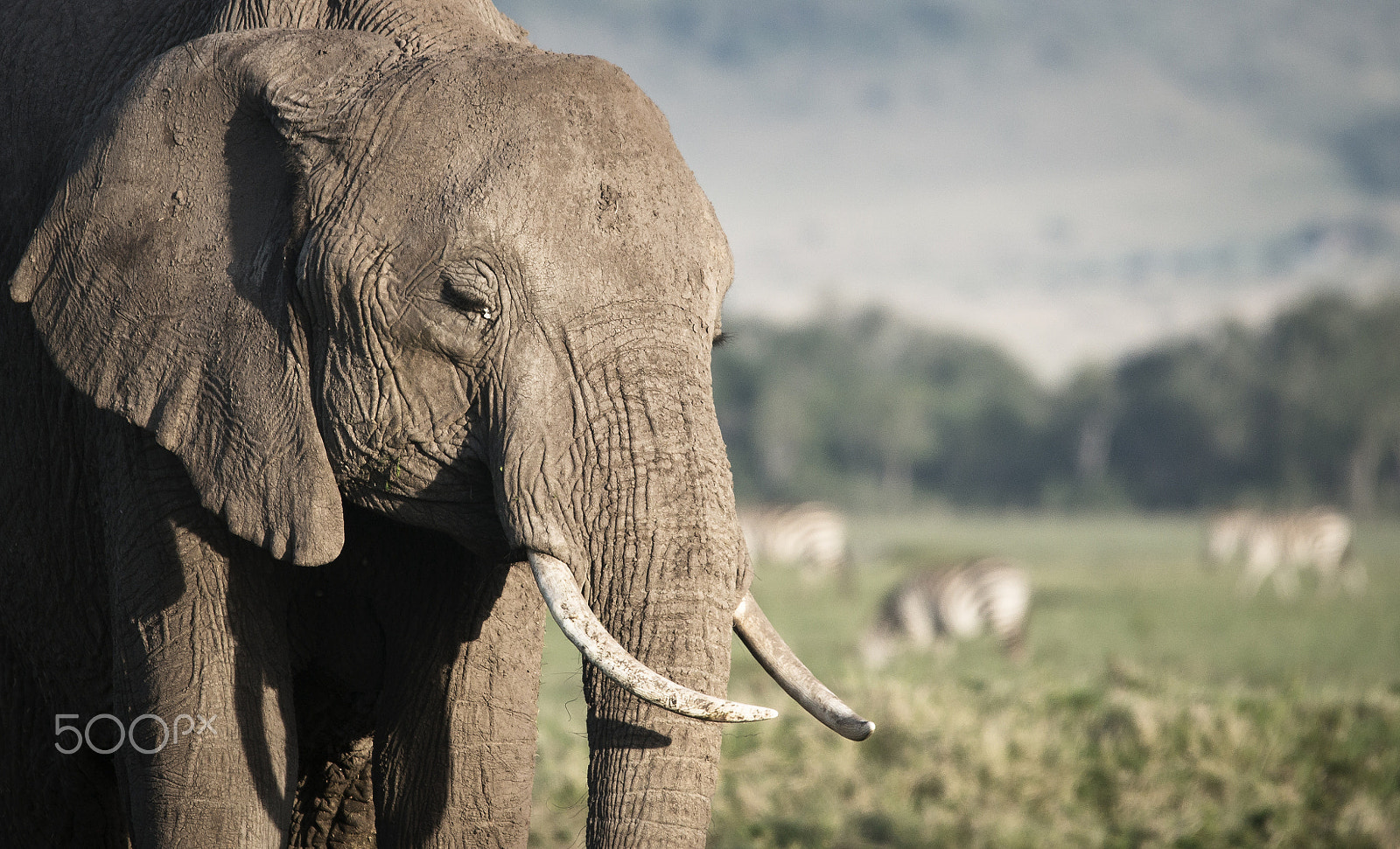 Sony SLT-A55 (SLT-A55V) + Sigma 150-500mm F5-6.3 DG OS HSM sample photo. Kenya - elephant iii photography