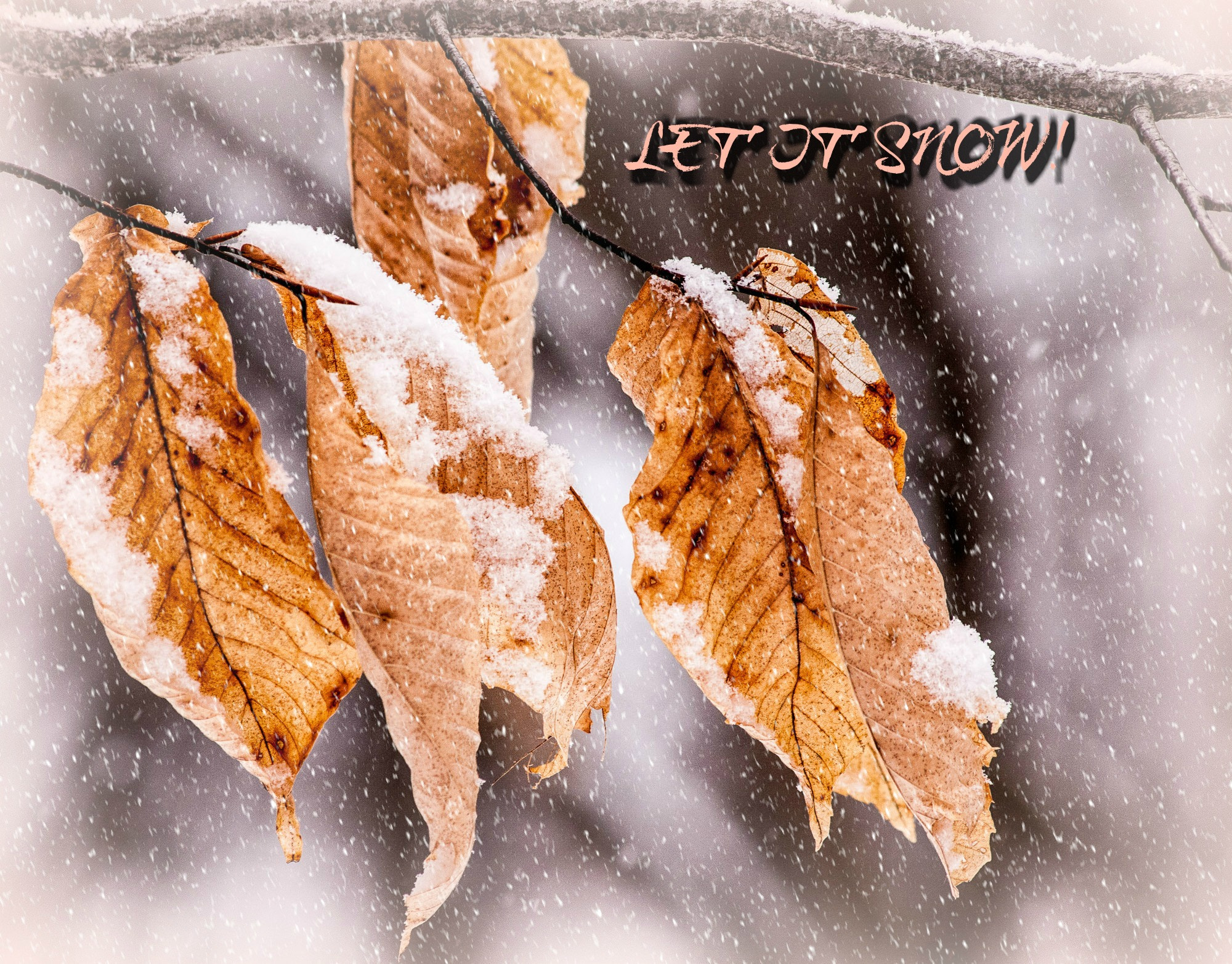 Sigma 70-300mm F4-5.6 APO DG Macro sample photo. Last chance for fall photography
