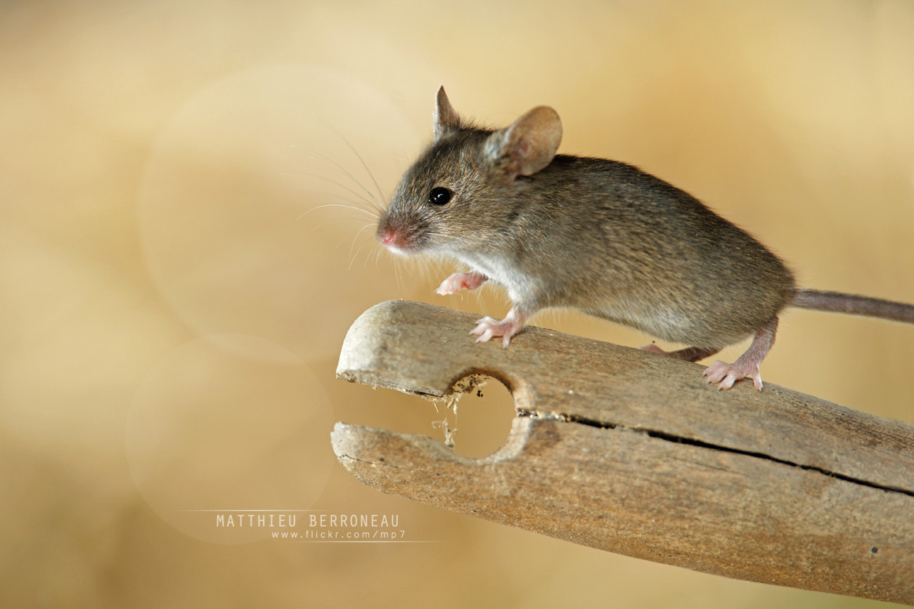 Tamron SP AF 70-200mm F2.8 Di LD (IF) MACRO sample photo. House mouse in the hen house photography