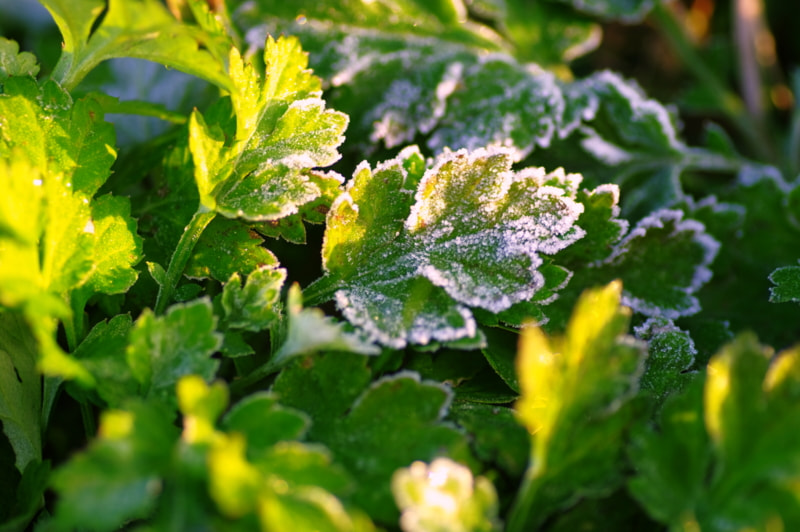 Pentax K20D + Tamron SP AF 90mm F2.8 Di Macro sample photo. Frosted leaves photography