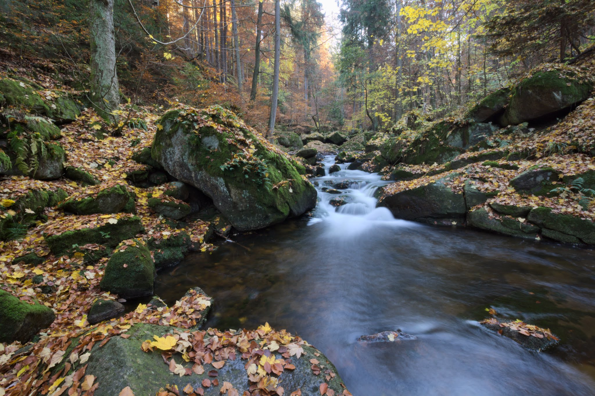 Canon EF-S 10-18mm F4.5–5.6 IS STM sample photo. Through the woods photography