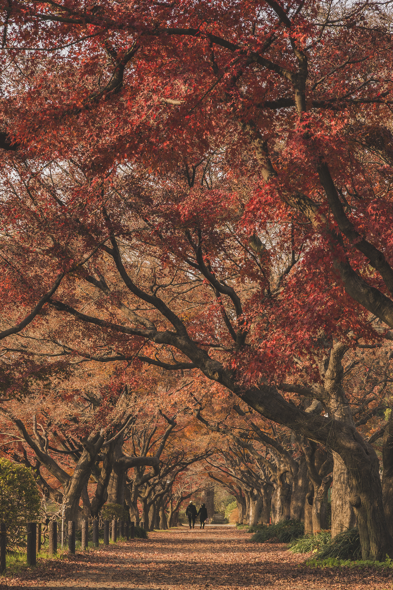 ZEISS Makro-Planar T* 100mm F2 sample photo. With photography