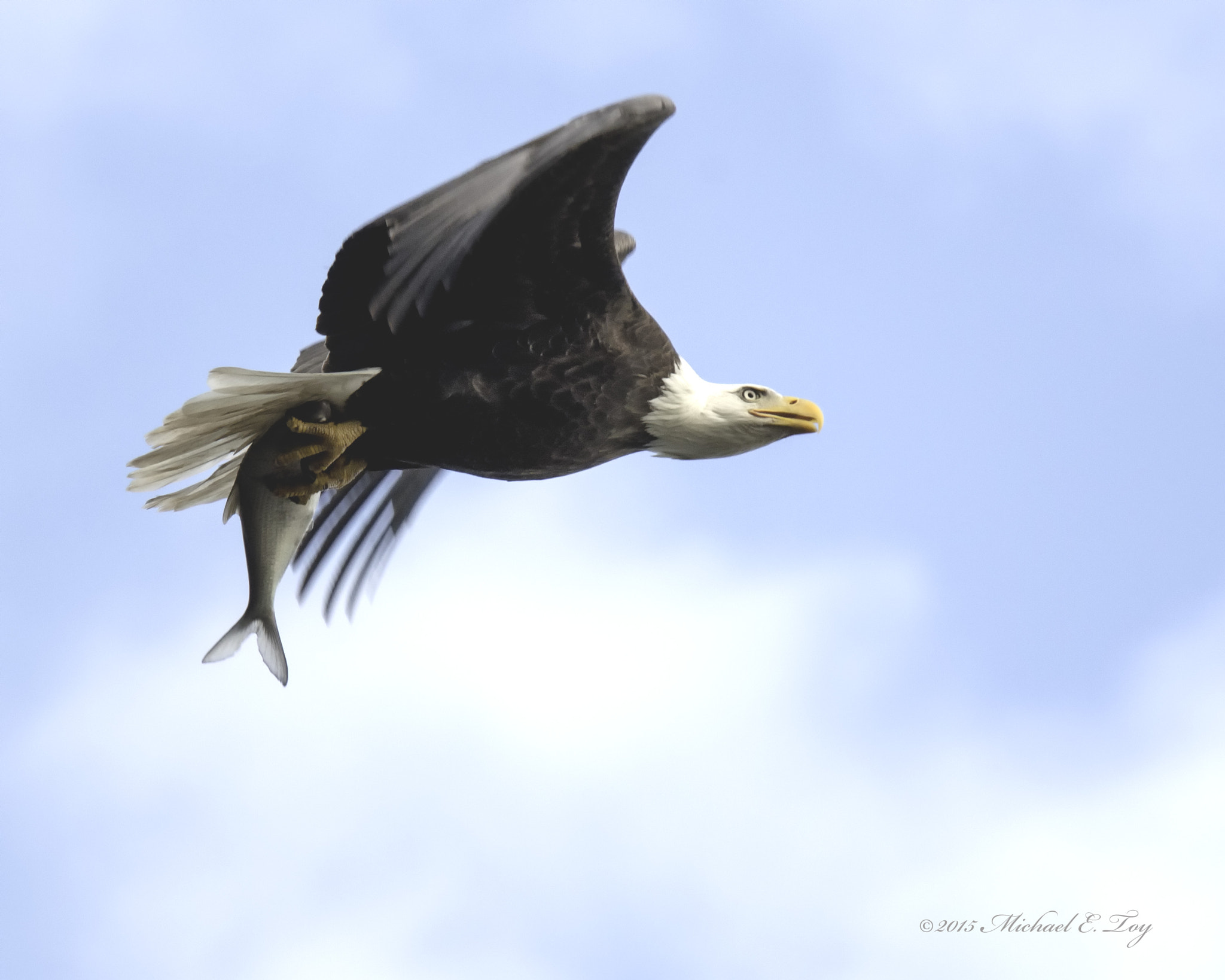 Sigma 50-500mm f/4-6.3 APO HSM EX sample photo. Bald eagle photography