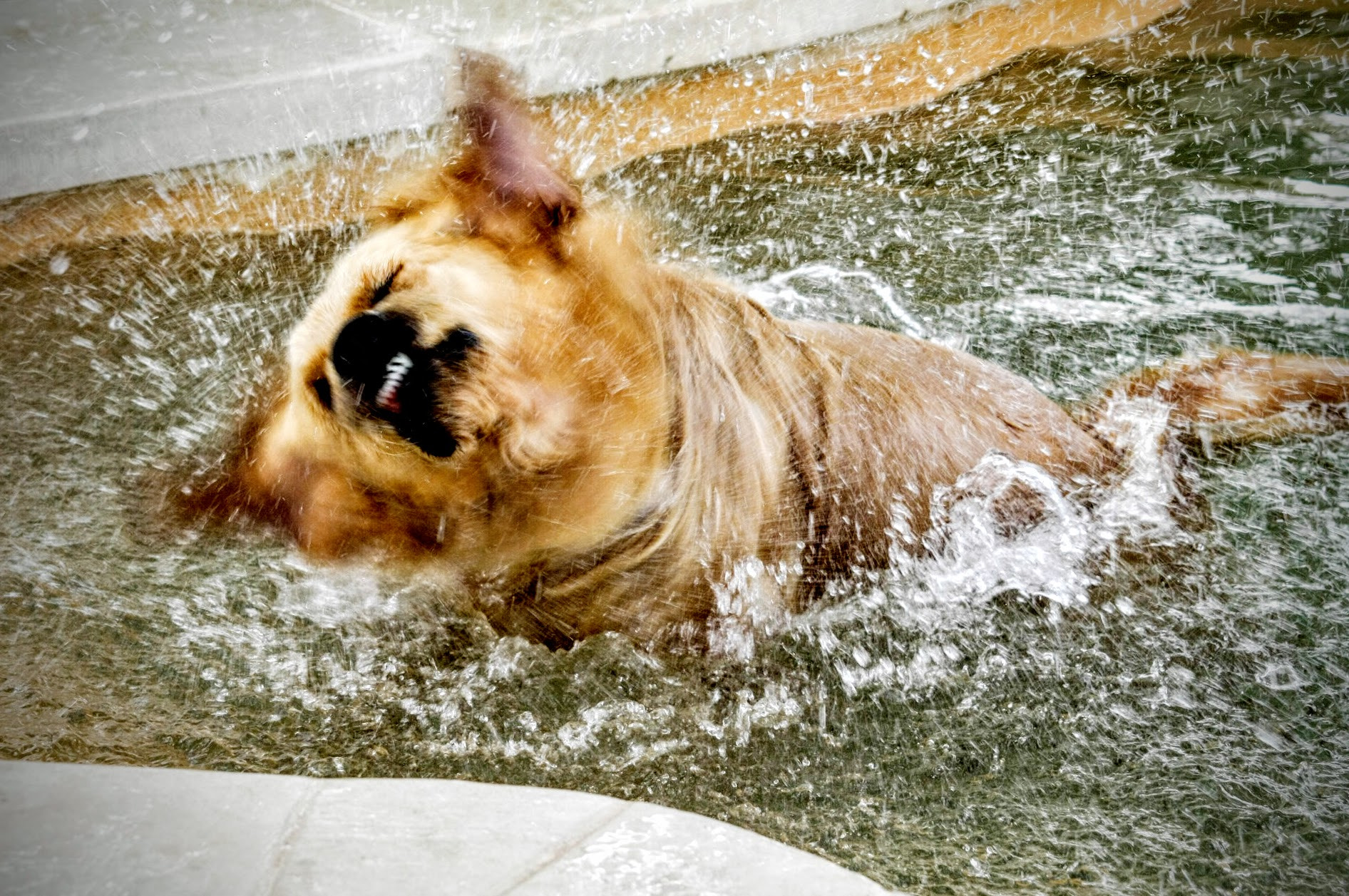 Canon EOS 450D (EOS Rebel XSi / EOS Kiss X2) + Sigma 50-200mm F4-5.6 DC OS HSM sample photo. __splashing, doggy style.__ photography