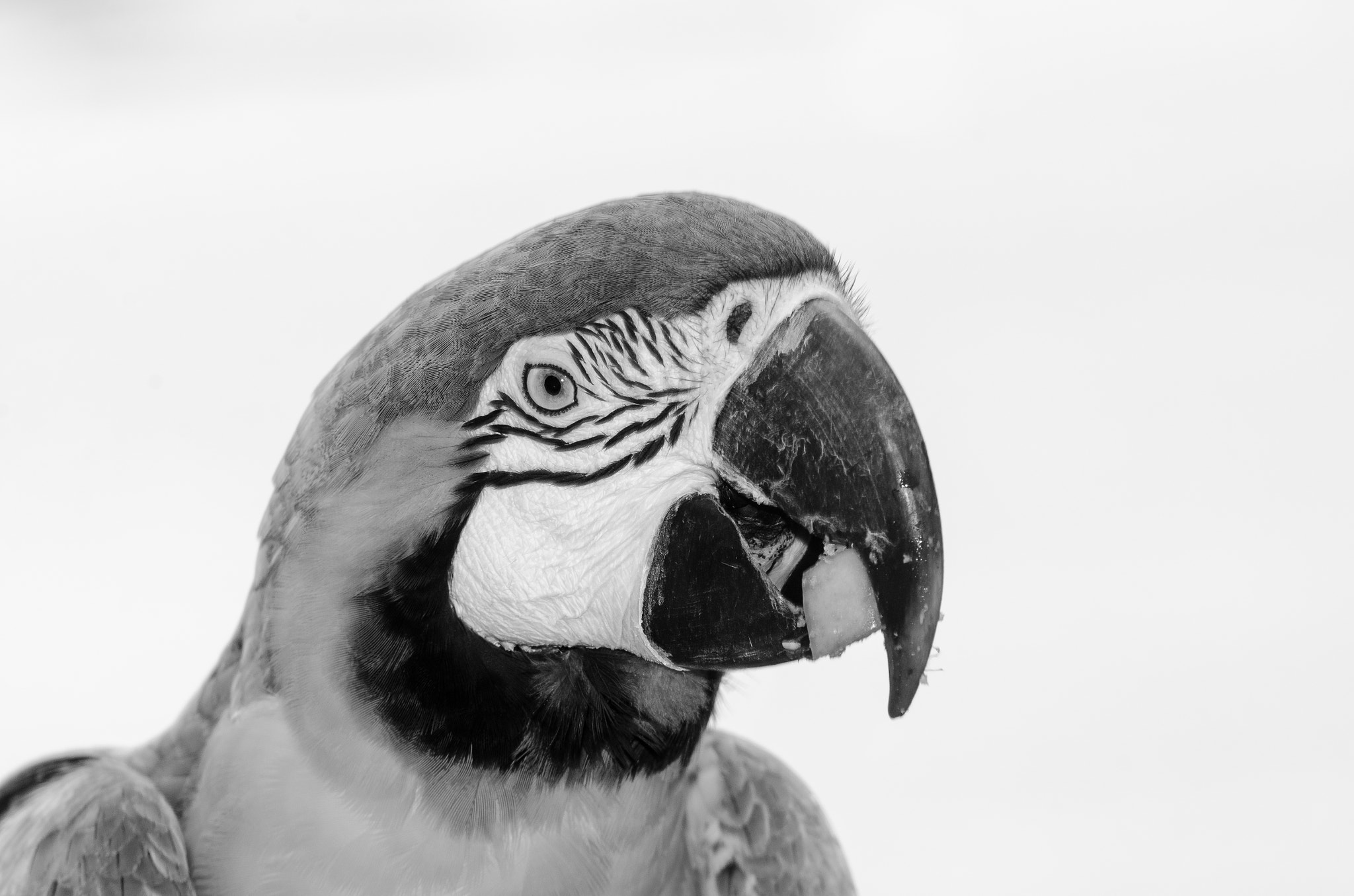 Sigma 70-210mm F2.8 APO sample photo. Macaw at lunch photography