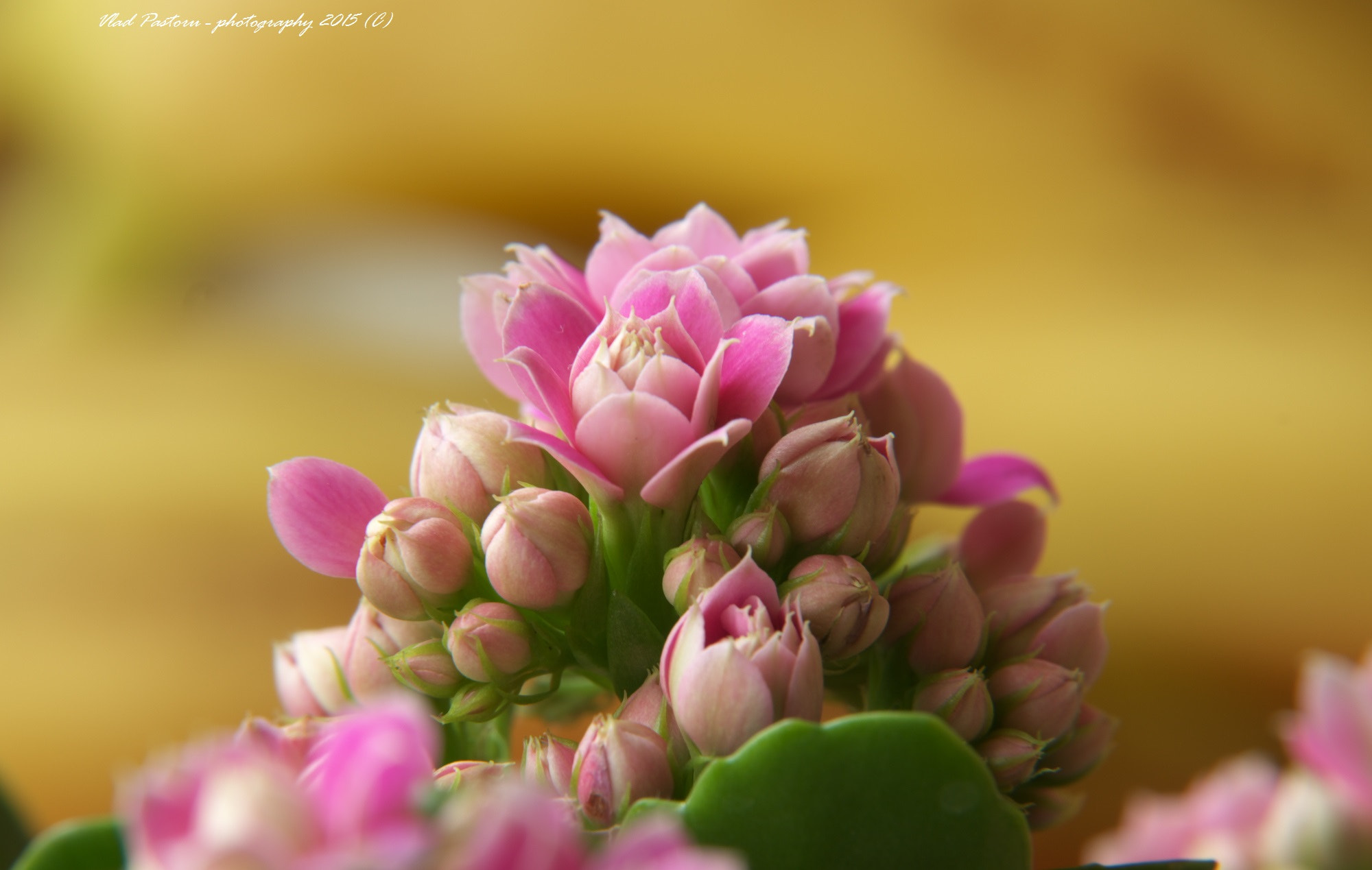 Pentax K-50 sample photo. Imgp6560.jpg photography