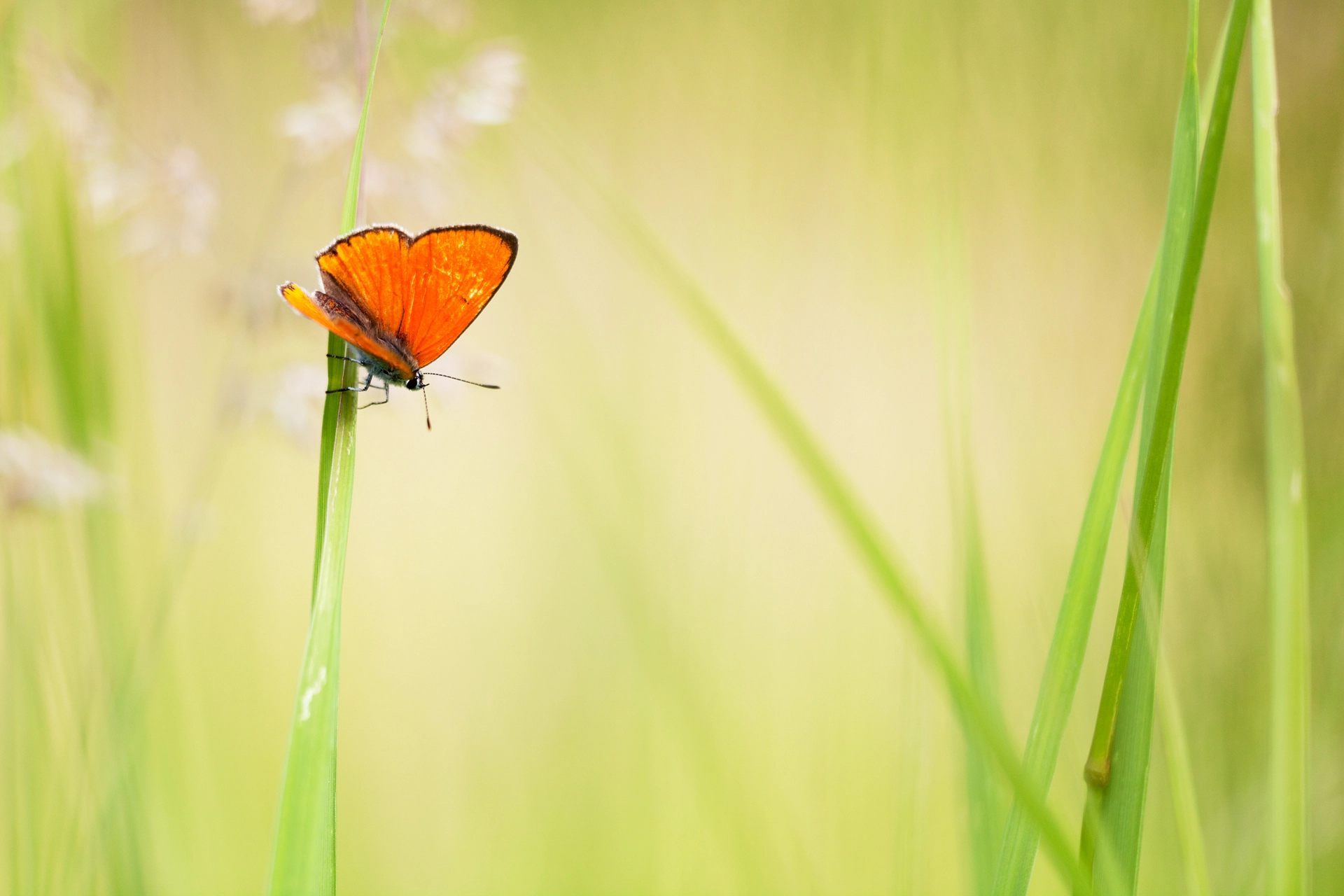 Sigma 150mm f/2.8 EX DG OS HSM APO Macro sample photo. Lycaena dispar photography