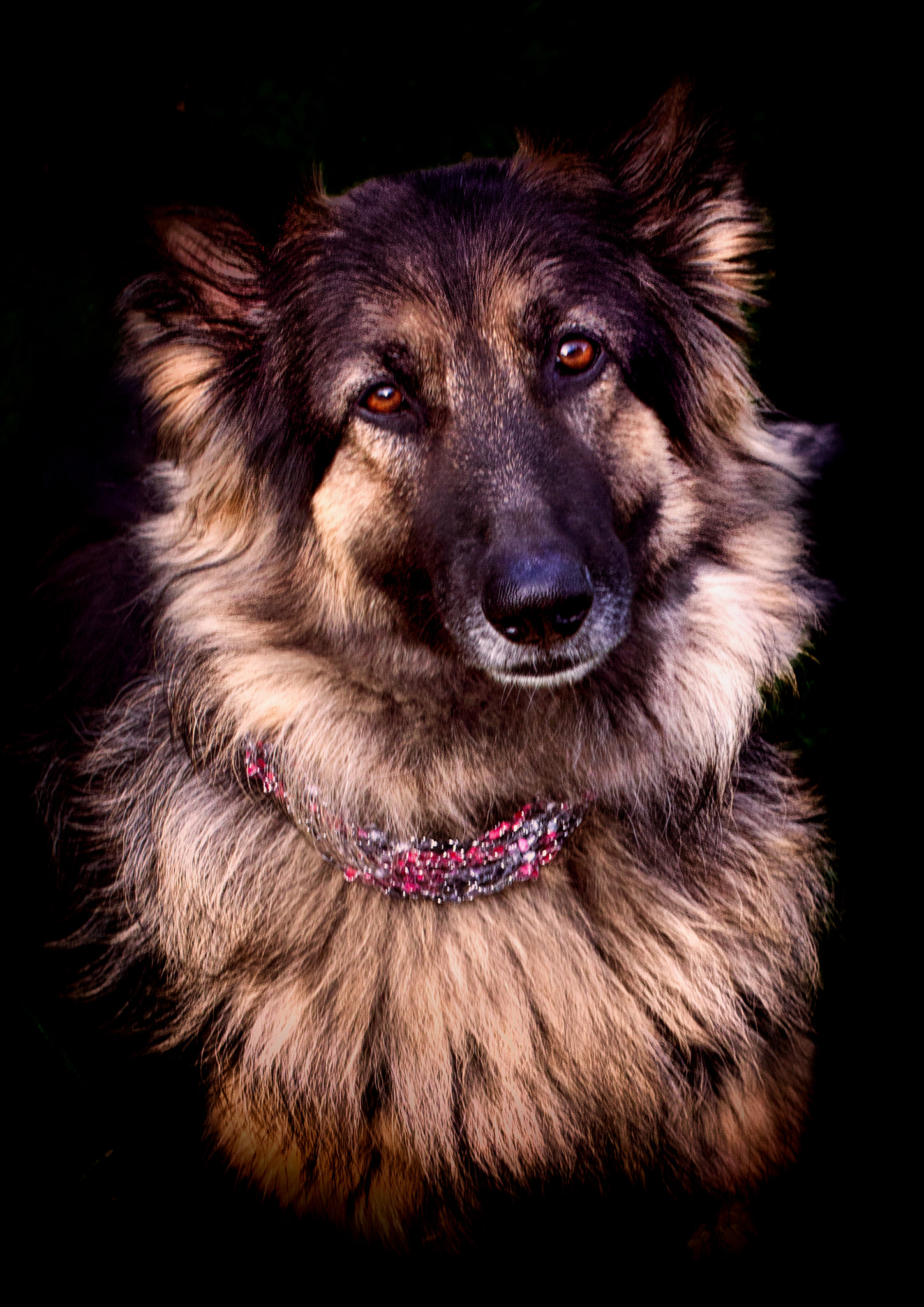 Tamron SP 35mm F1.8 Di VC USD sample photo. The dog next door photography