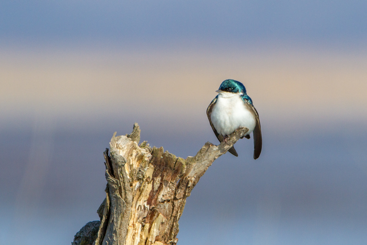 Canon EF 200-400mm F4L IS USM Extender 1.4x sample photo. Tree swallow photography