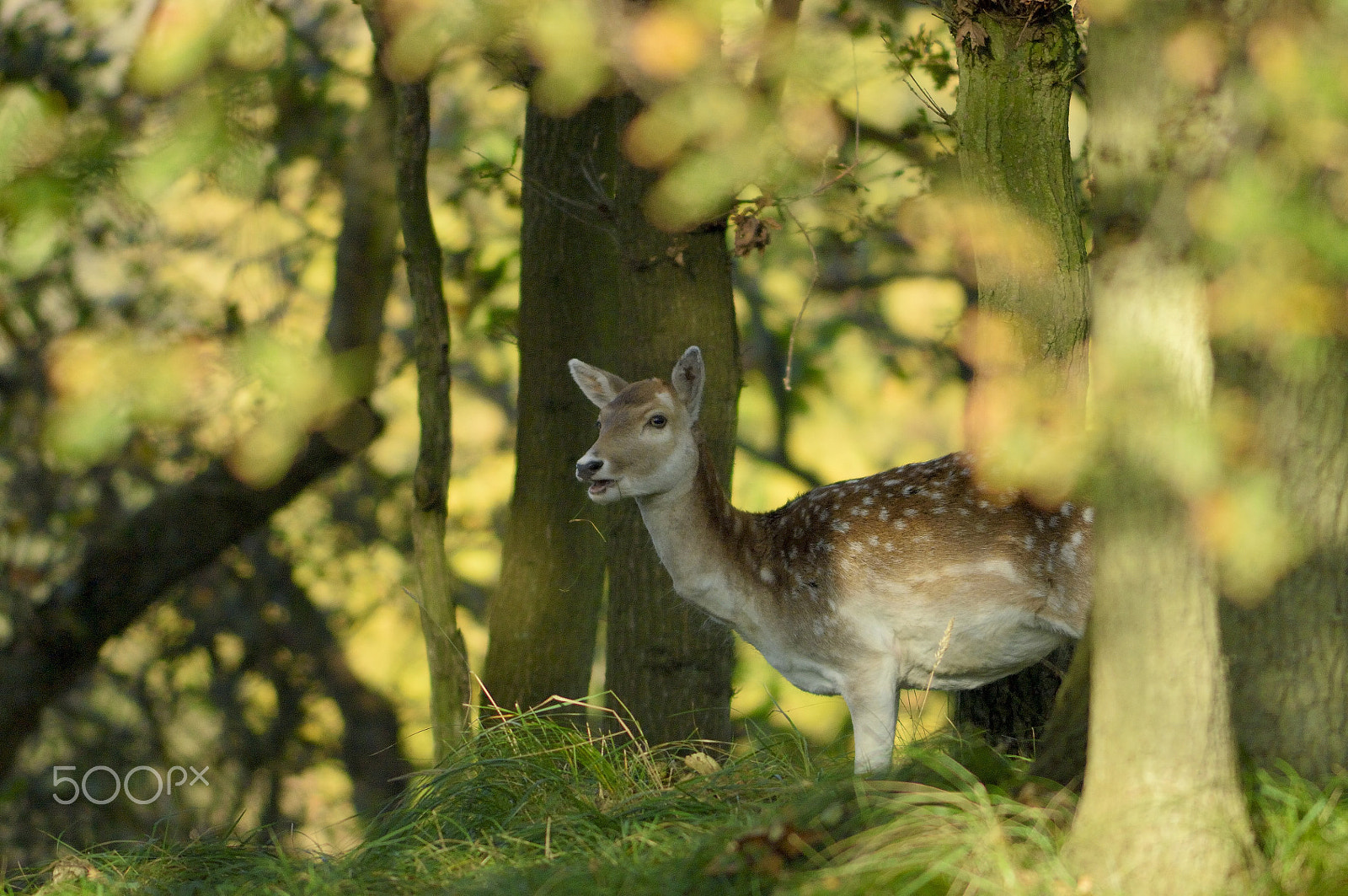 Nikon D2Xs + Nikkor 500mm f/4 P ED IF sample photo. Glancing at the forest's border photography