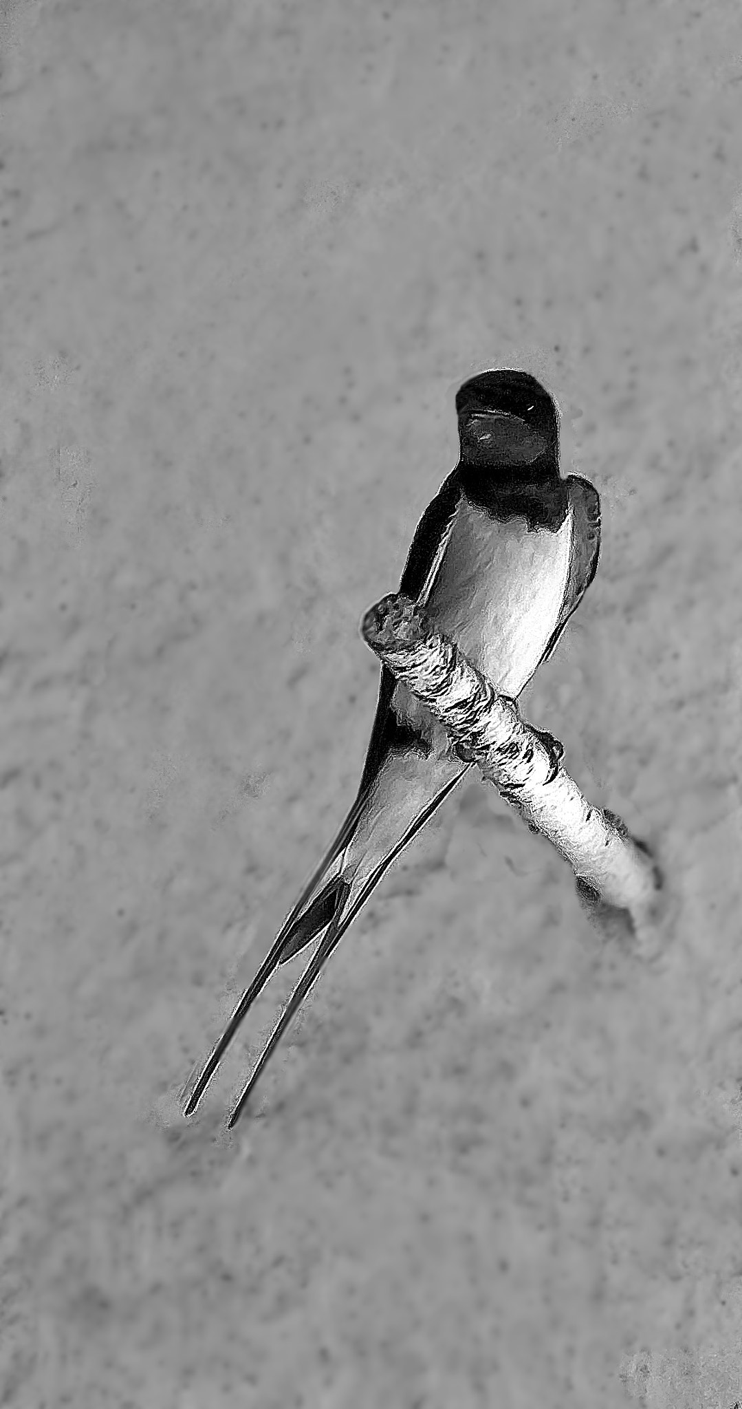Sony Alpha DSLR-A300 + DT 18-270mm F3.5-6.3 SSM sample photo. Swallow photography