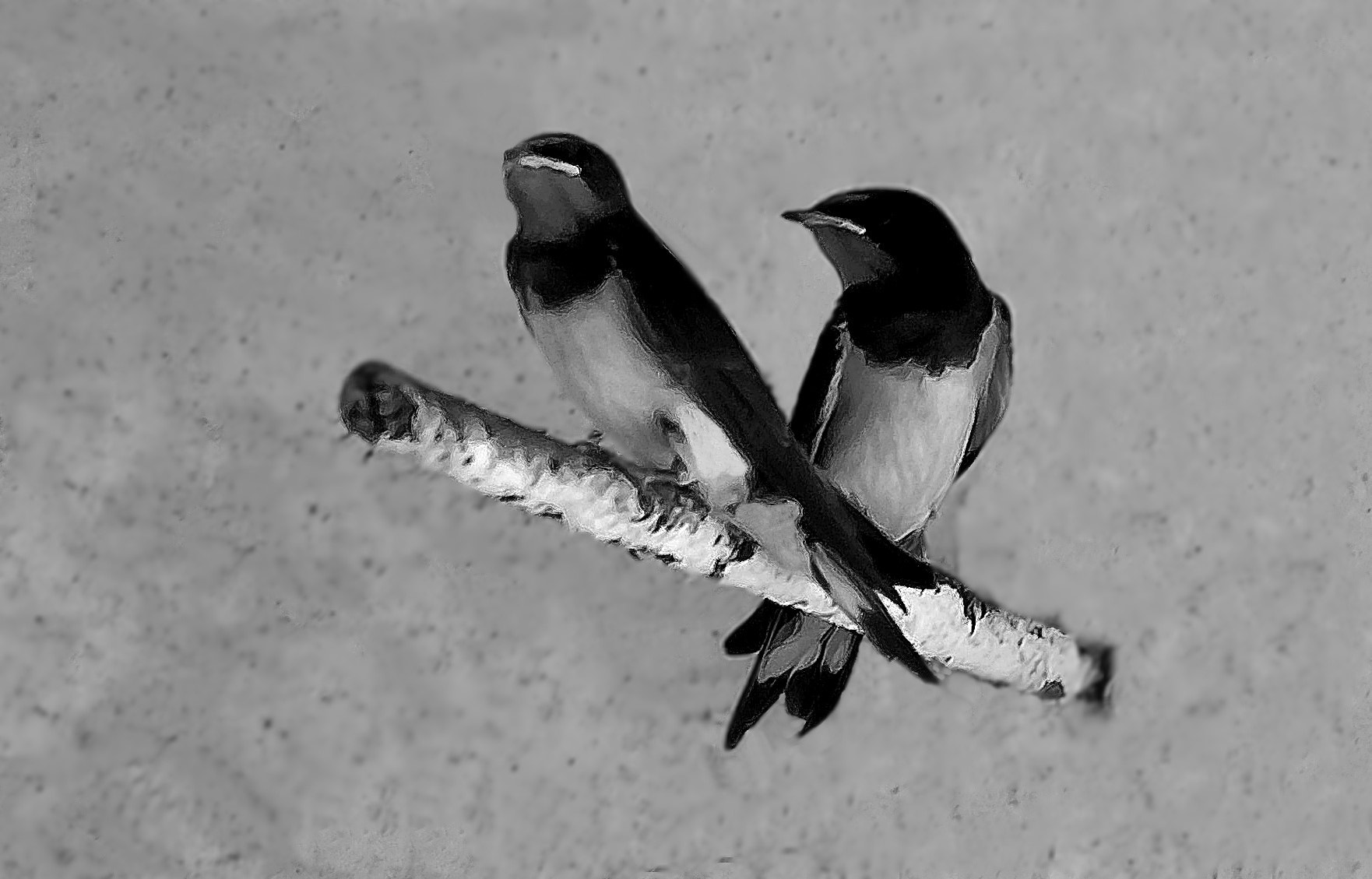 Sony Alpha DSLR-A300 + DT 18-270mm F3.5-6.3 SSM sample photo. Swallows photography