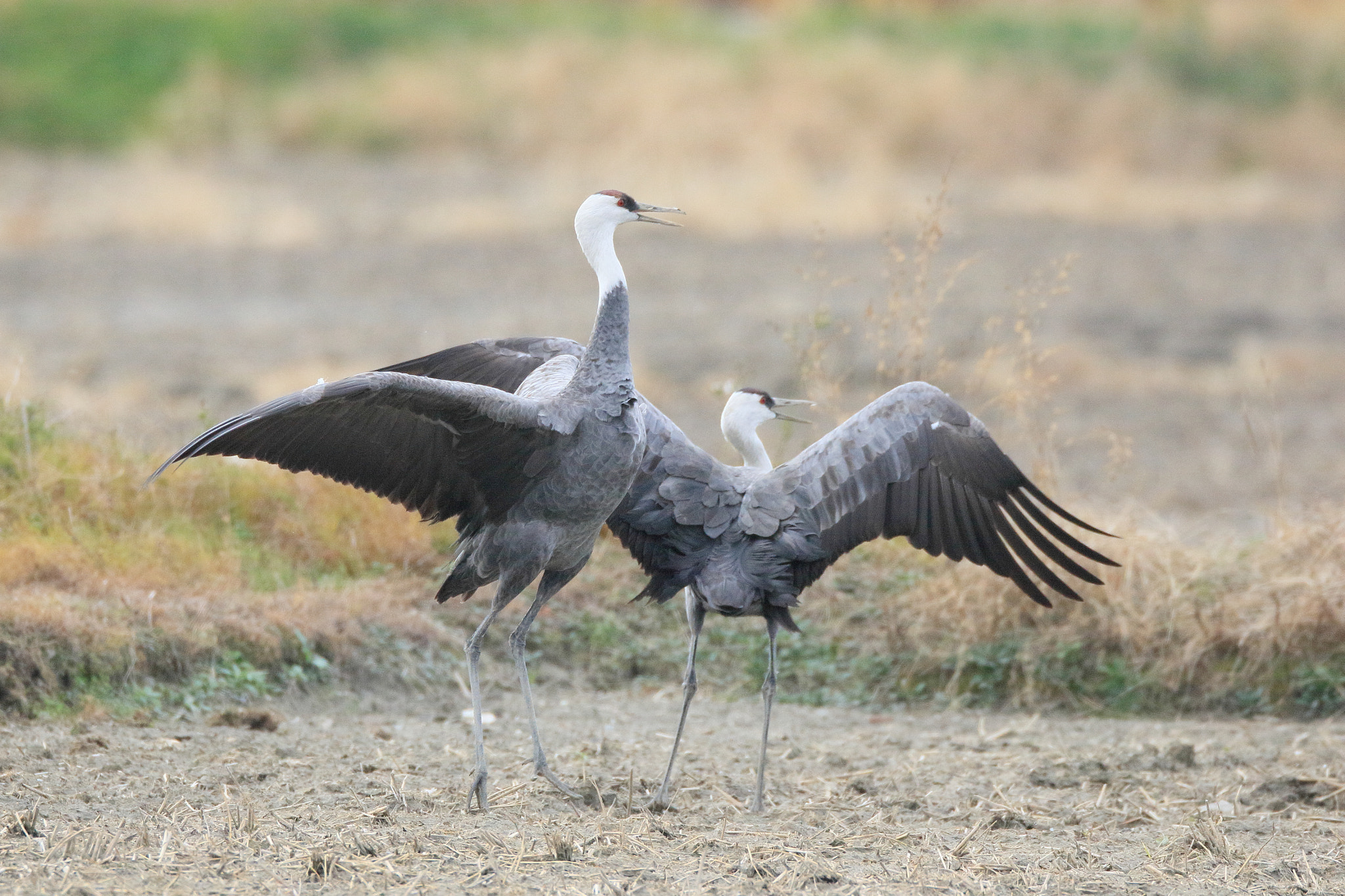 Canon EF 800mm F5.6L IS USM sample photo. ナベヅル 羽搏き 1e1a3012.jpg photography