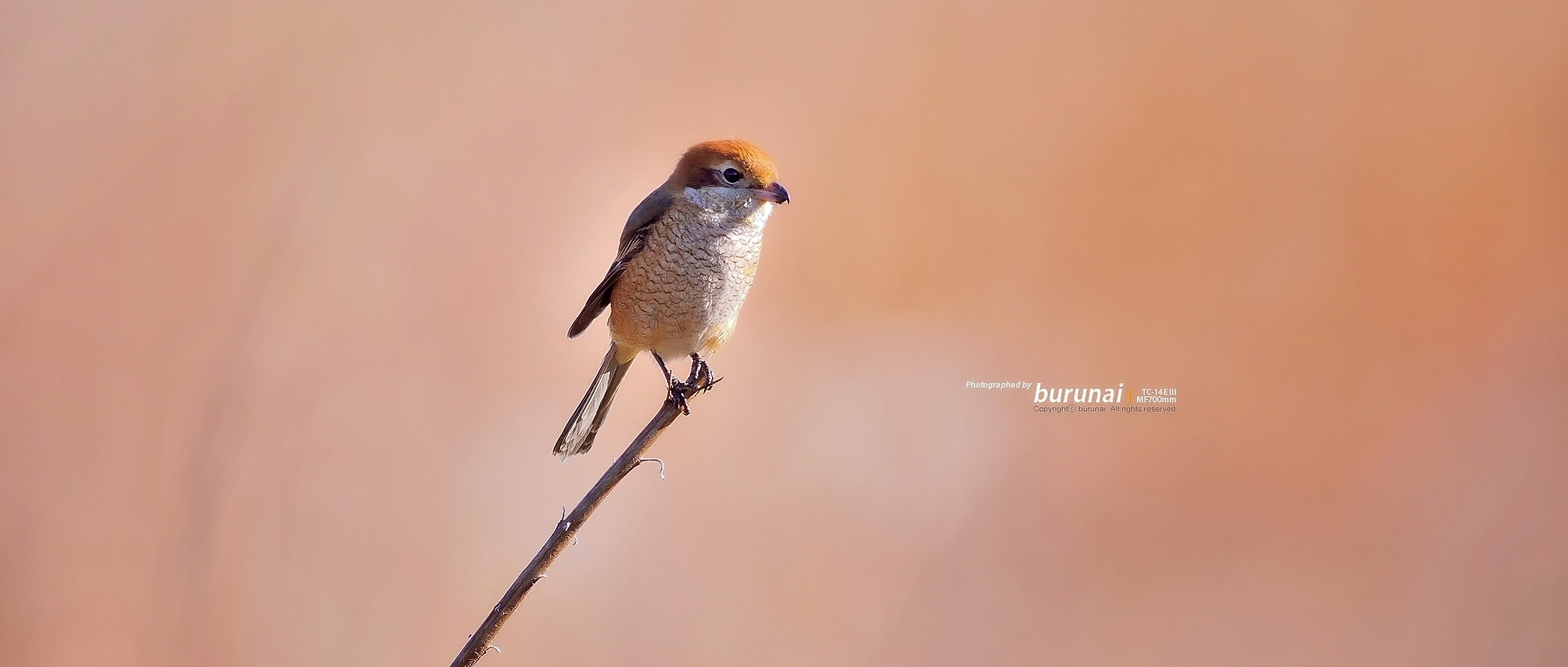 Nikon D800 + Nikkor 500mm f/4 P ED IF sample photo. Bull-headed shrike ^^ photography