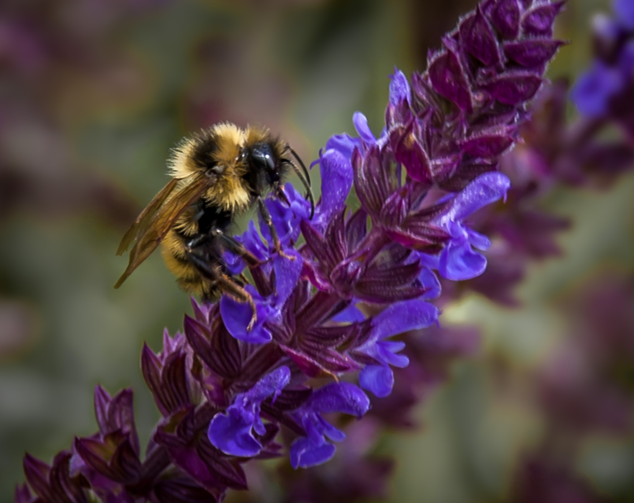 Nikon D50 sample photo. Sweet nectar photography