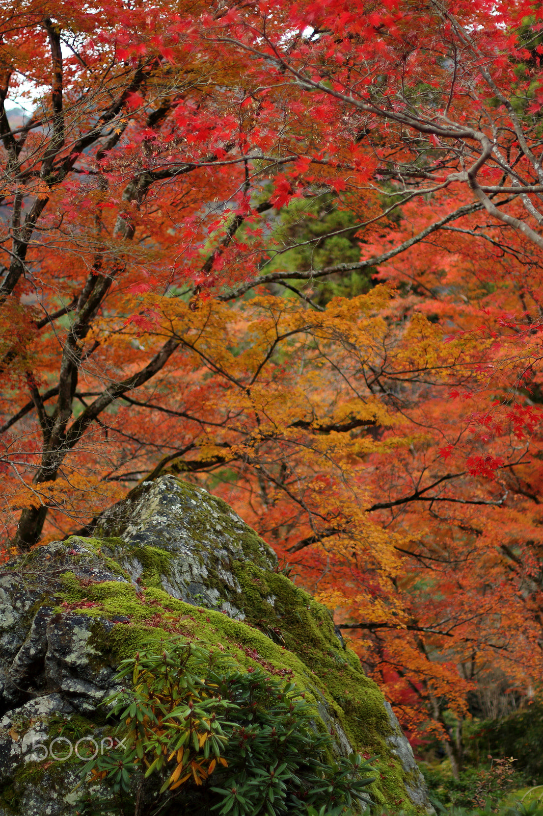 Canon EOS 100D (EOS Rebel SL1 / EOS Kiss X7) + Canon EF 50mm F1.4 USM sample photo. A rock surrounded by autumn leaves photography