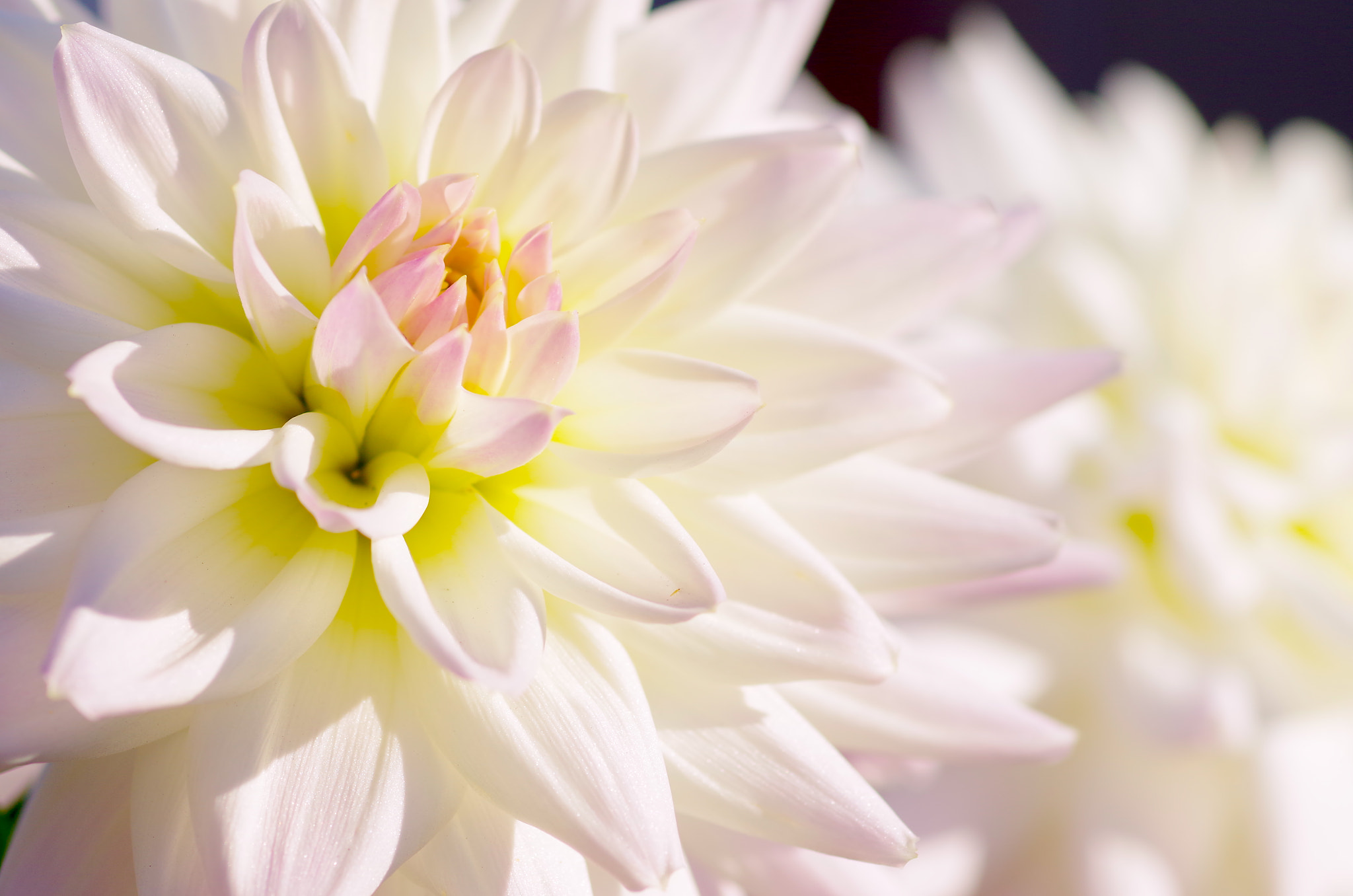 Pentax smc D-FA 100mm F2.8 Macro WR sample photo. White force photography