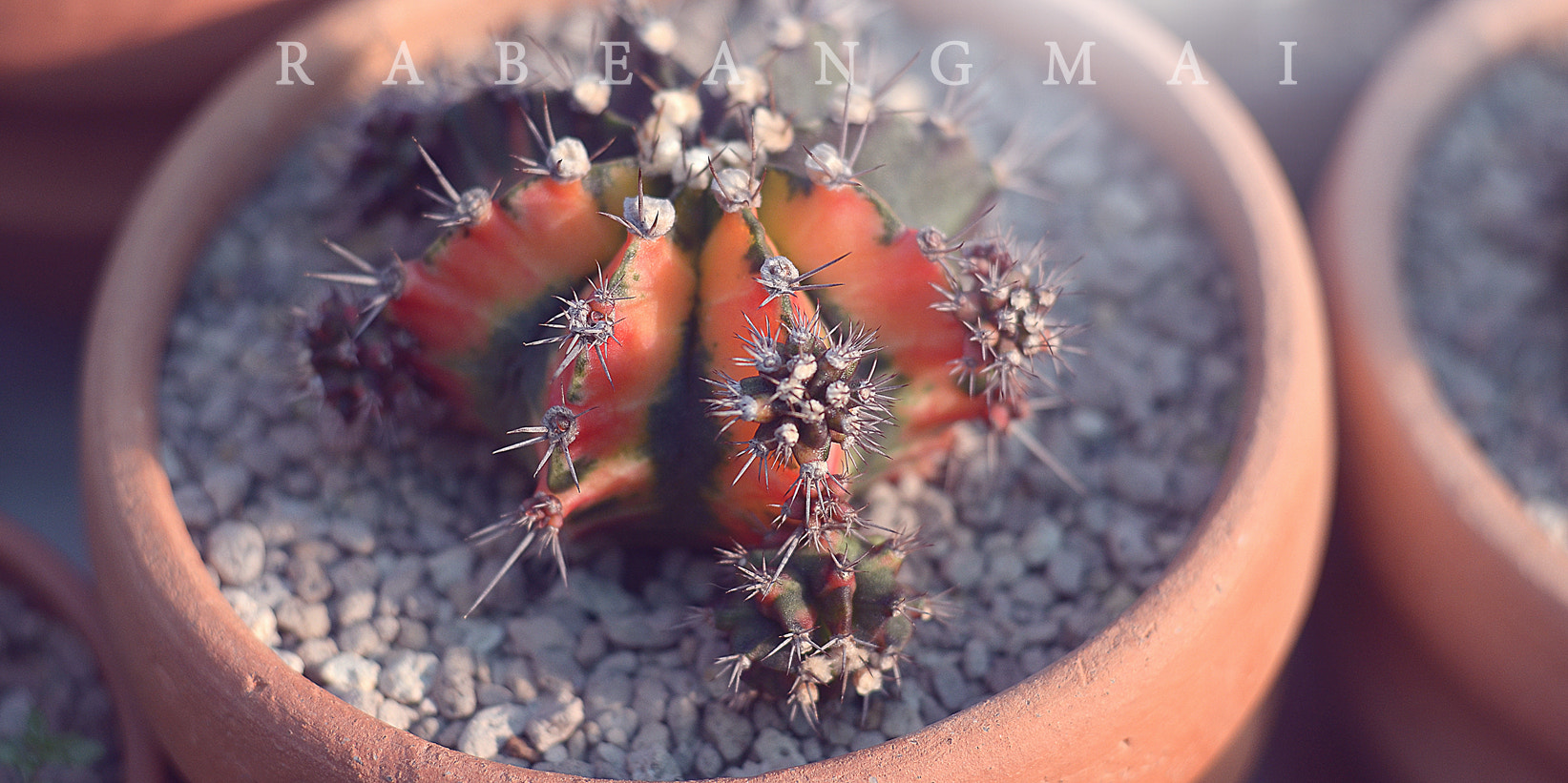 Nikon D7000 + Sigma 50mm F2.8 EX DG Macro sample photo. Love plants photography