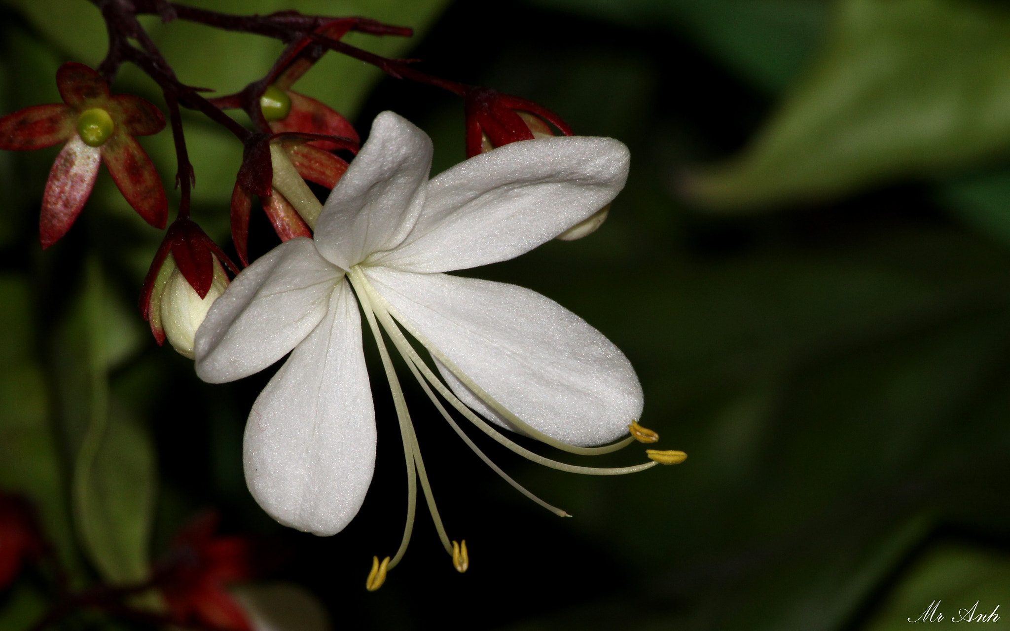 Sigma 70-300mm F4-5.6 APO DG Macro sample photo. Bright pearl flower.jpg photography