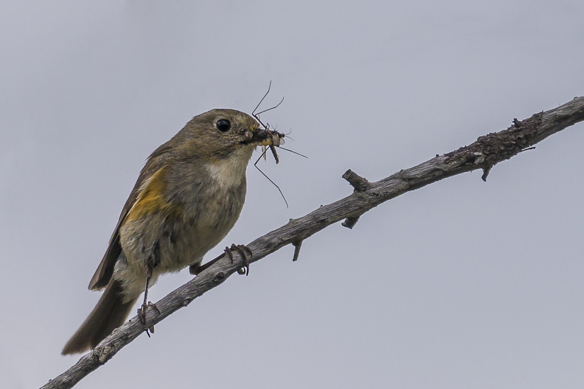 Sony 70-300mm F4.5-5.6 G SSM sample photo. Little bird with plentiful kill photography