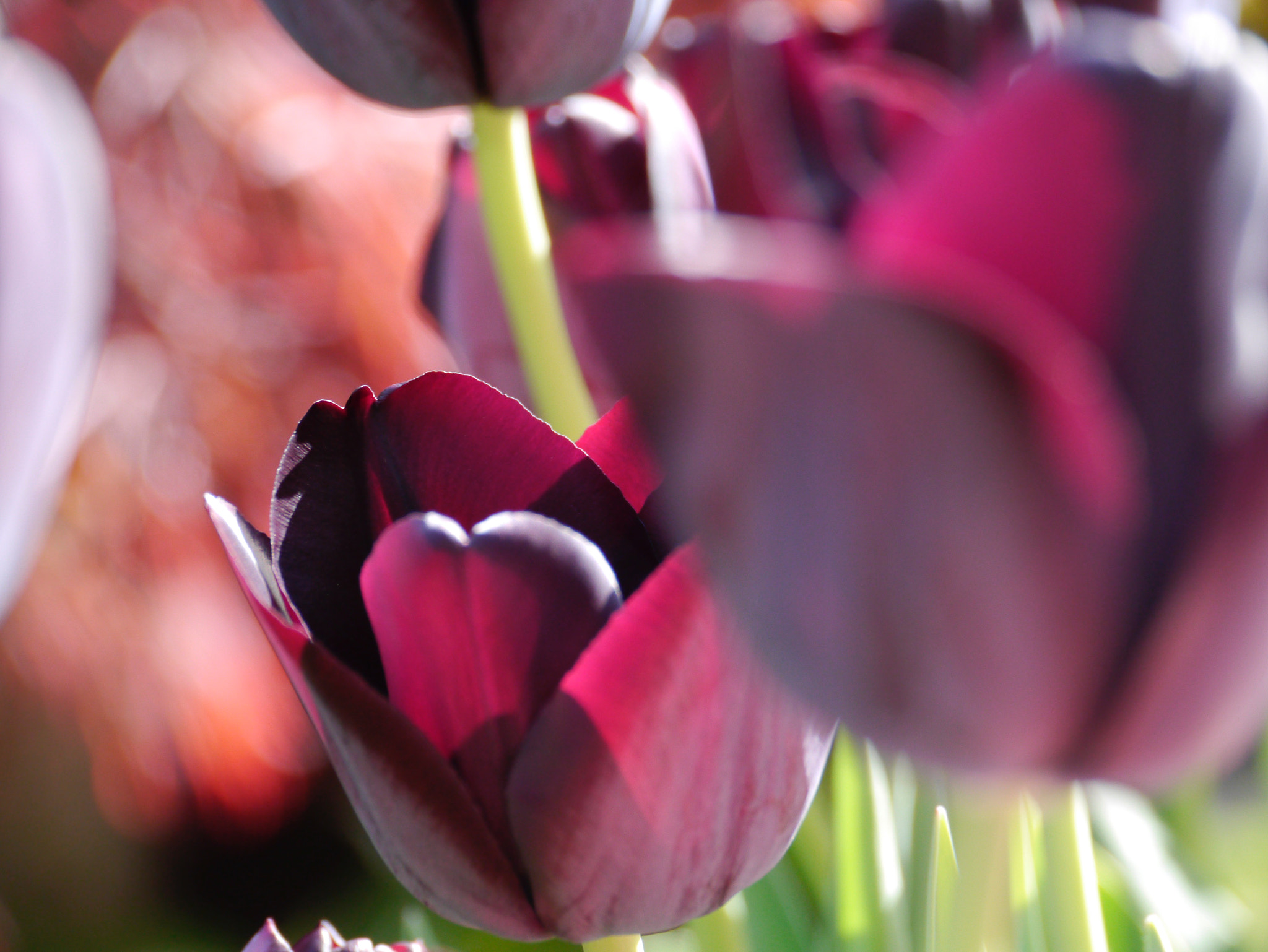 Panasonic Lumix DMC-GX1 sample photo. Tulipes abstractive... photography